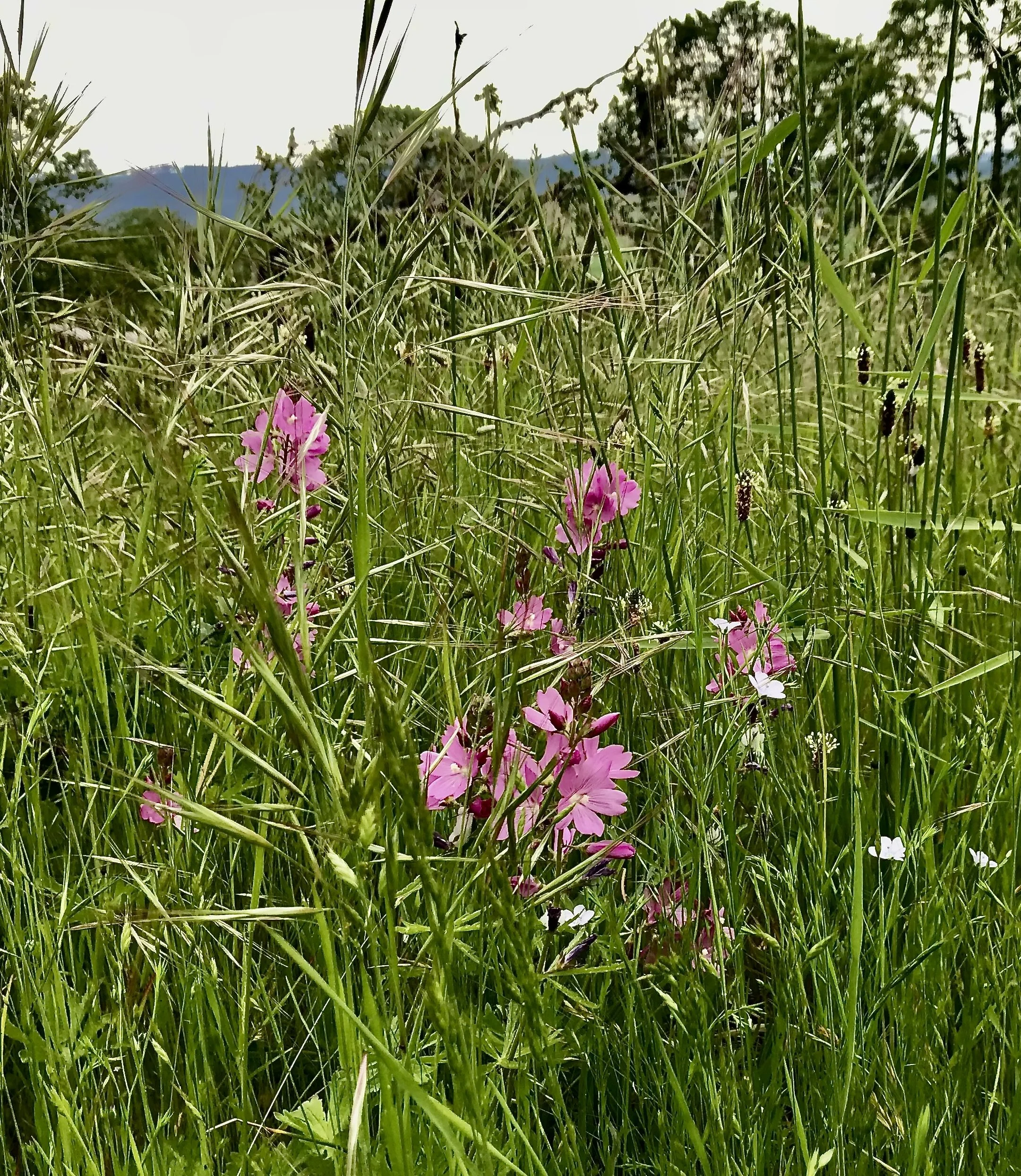 in field.jpeg