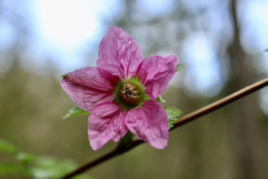 Salmonberry  //  Rubus spectabilis