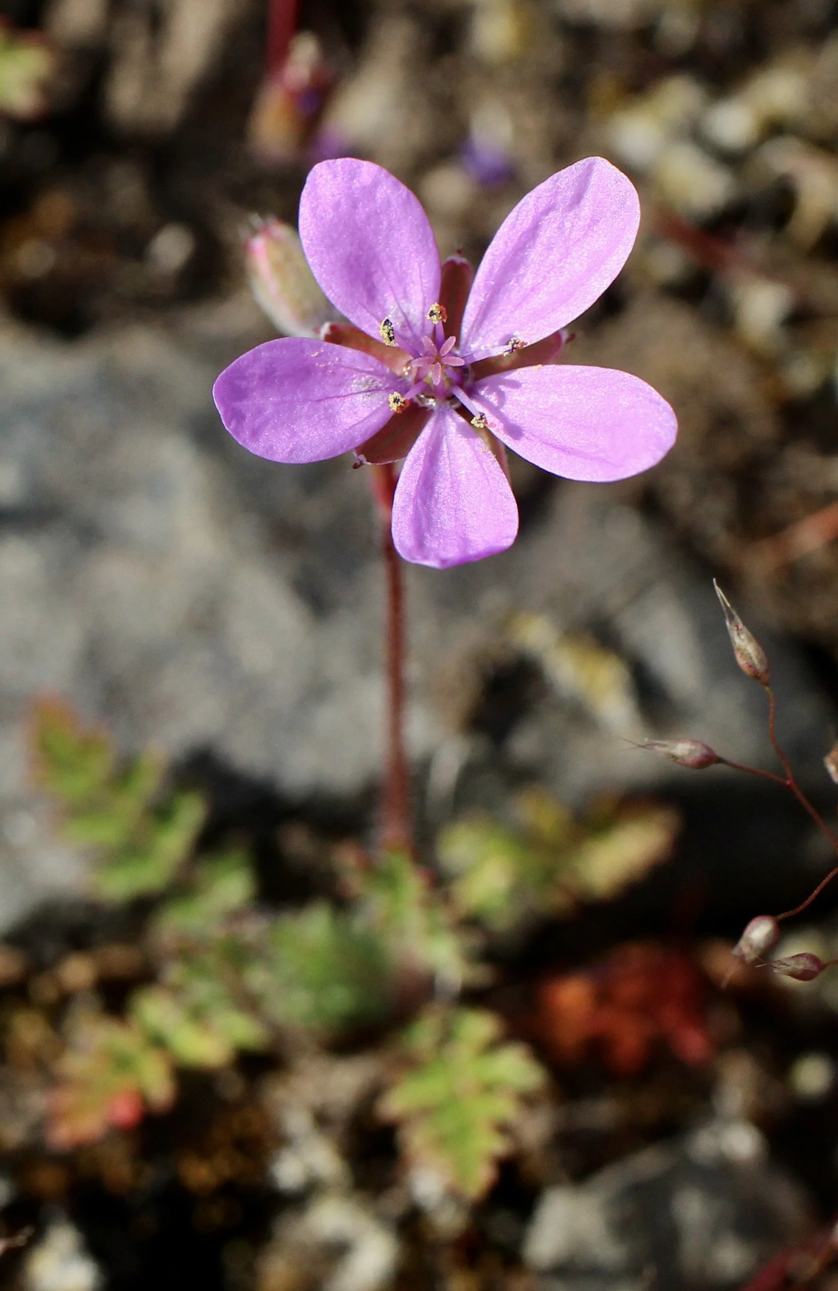 The red stem is a dead giveaway for identification
