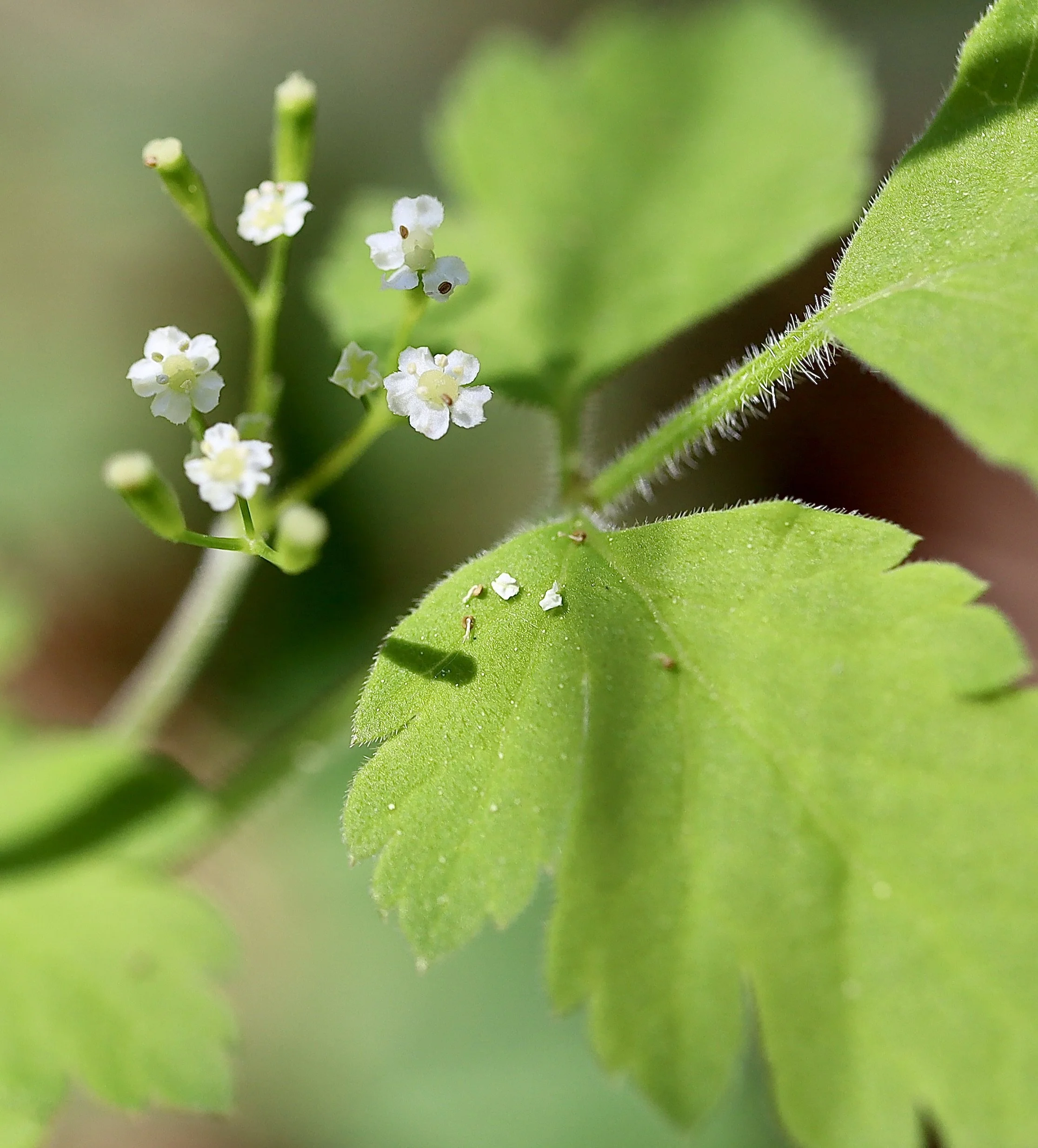 common sweet cicely 10.JPG