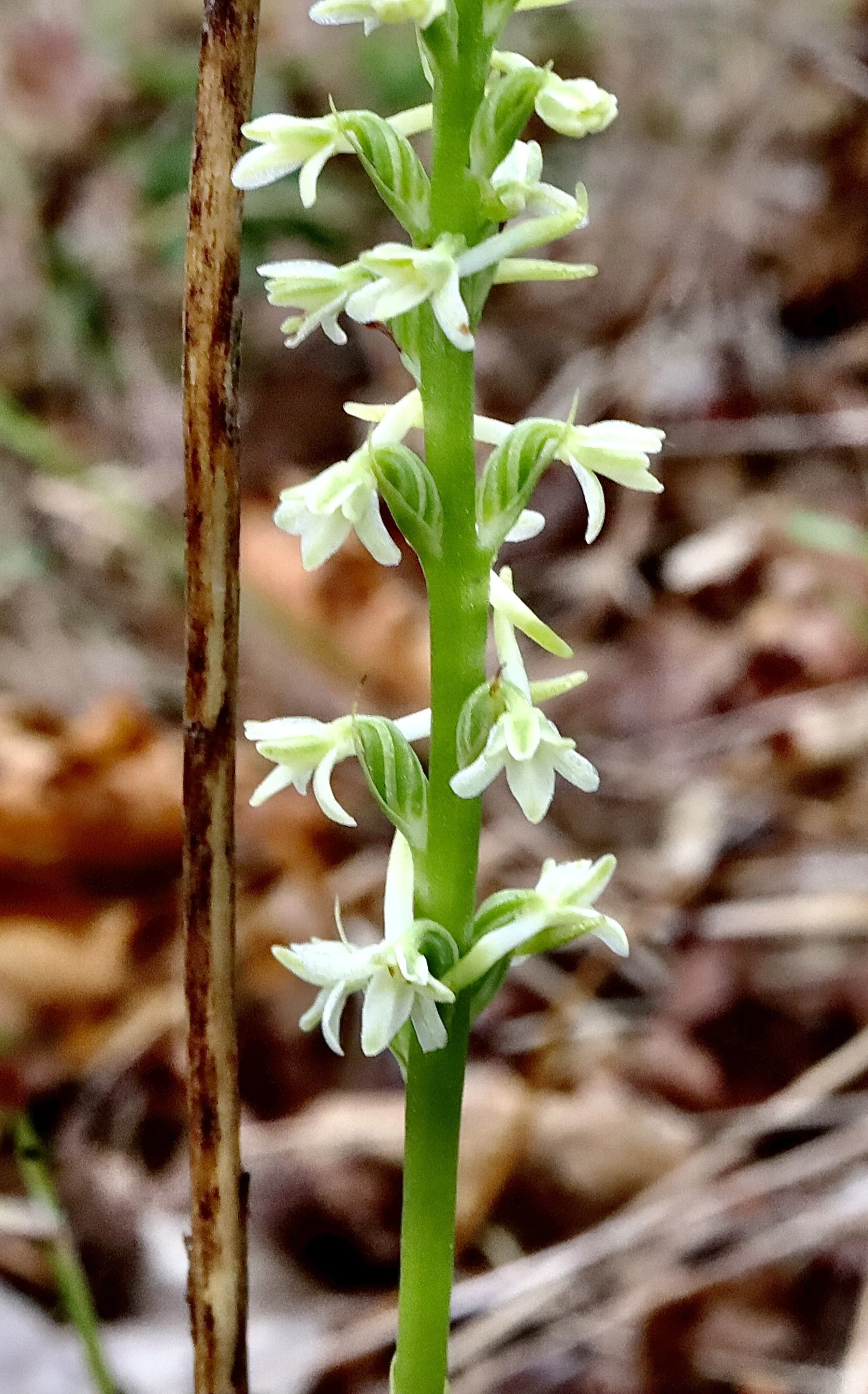 Long-spurred Rein Orchid  //  Platanthera elongata  --  Camassia Nature Preserve 7/1/2026