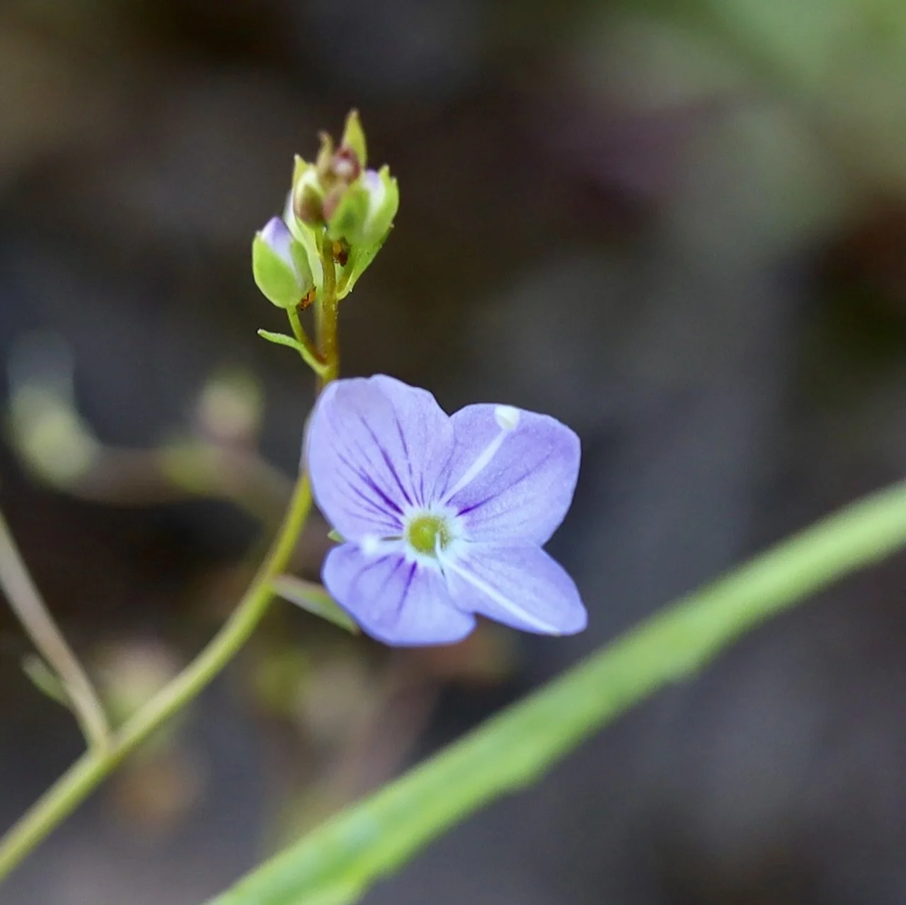 marsh speedwell.jpeg