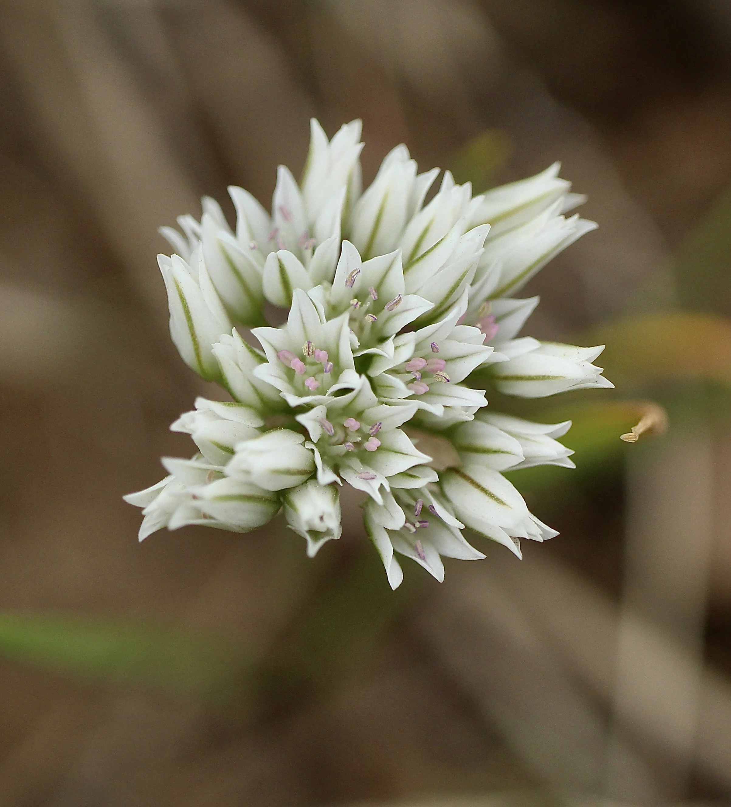 Click on this photo to return to the White Wildflowers page