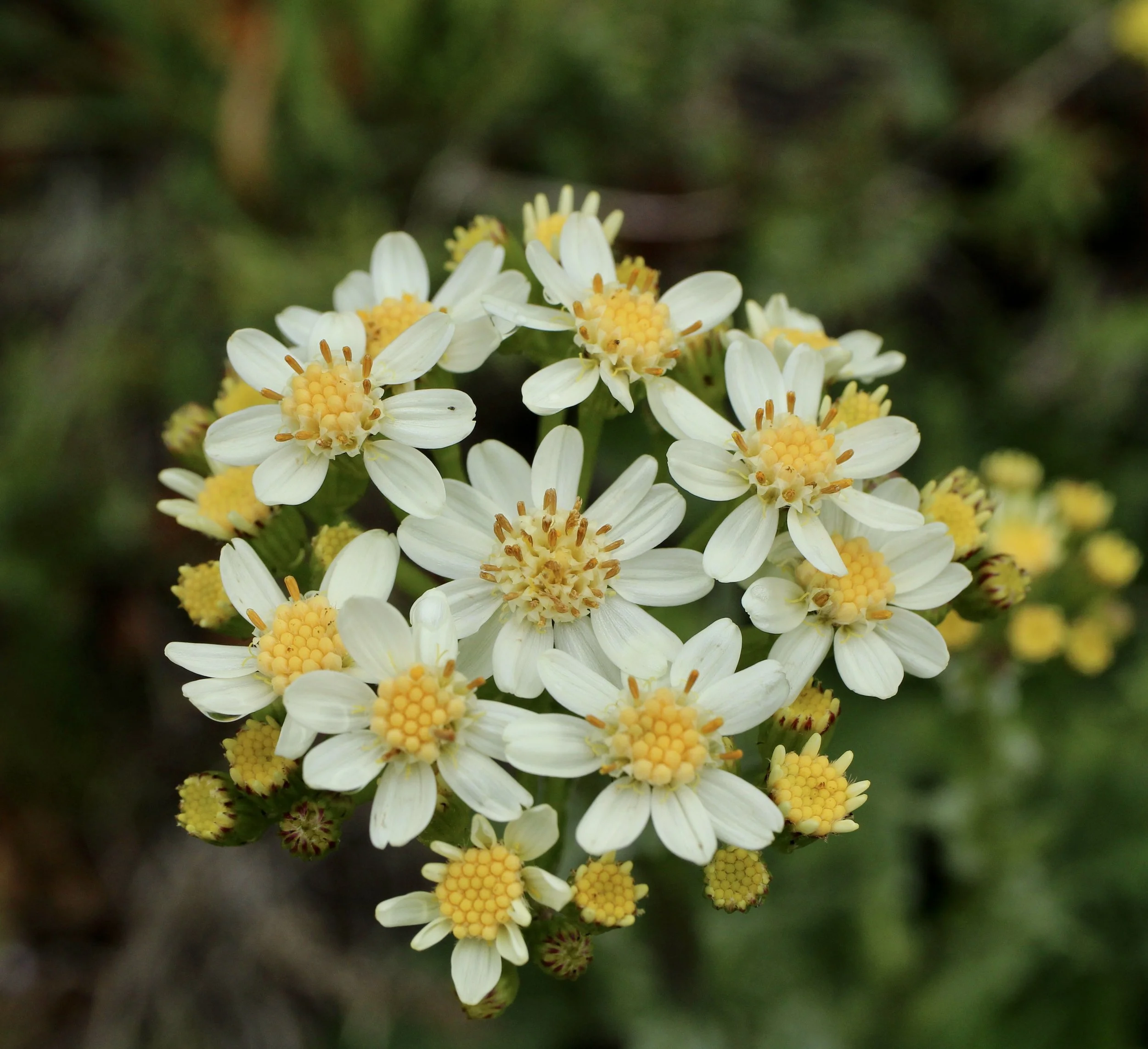 Click on this photo to return to the White Wildflowers page