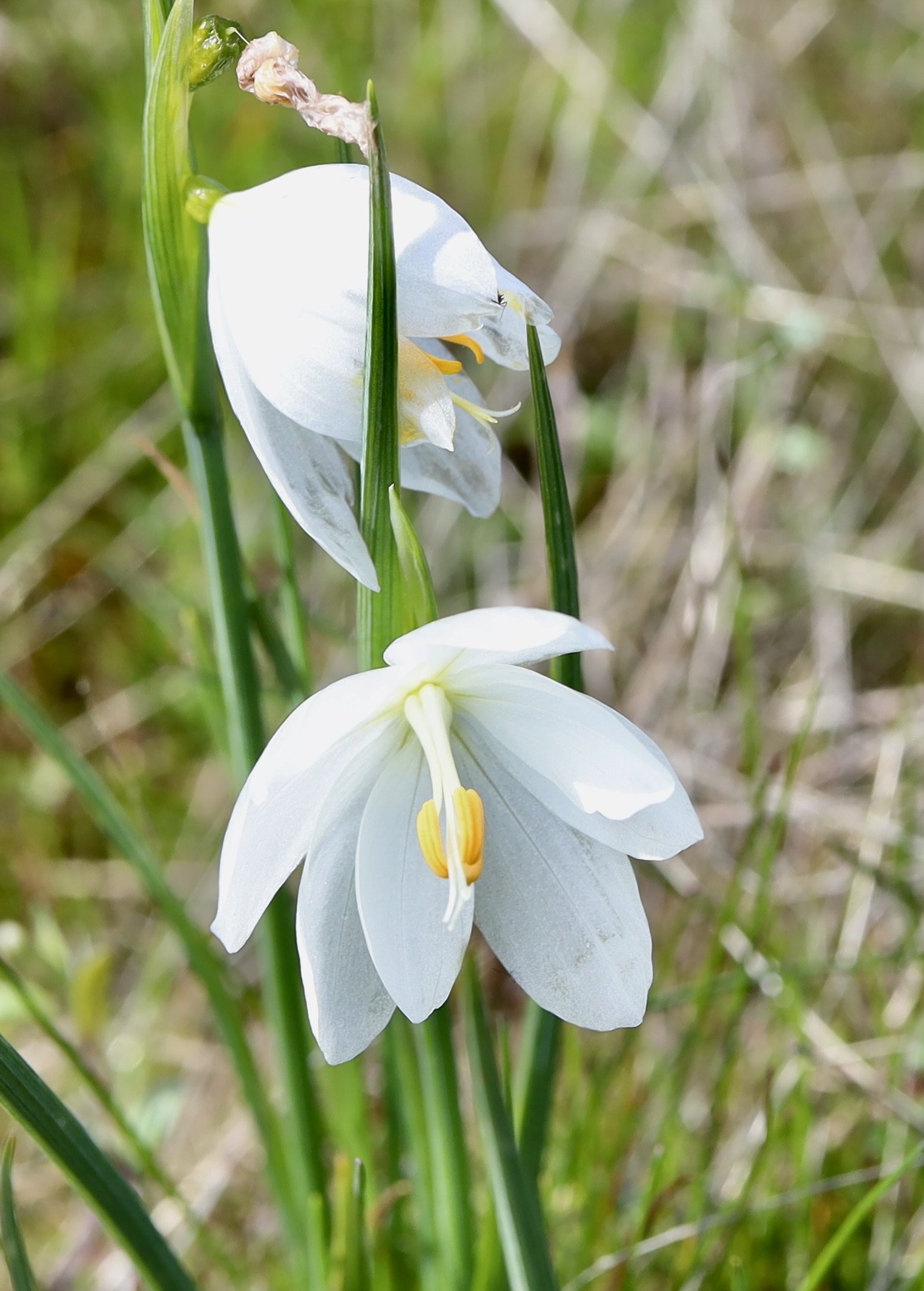 Grass Widow, white variety  //  Olsynium douglasii  --  McCall Point Trail 3/22/2025