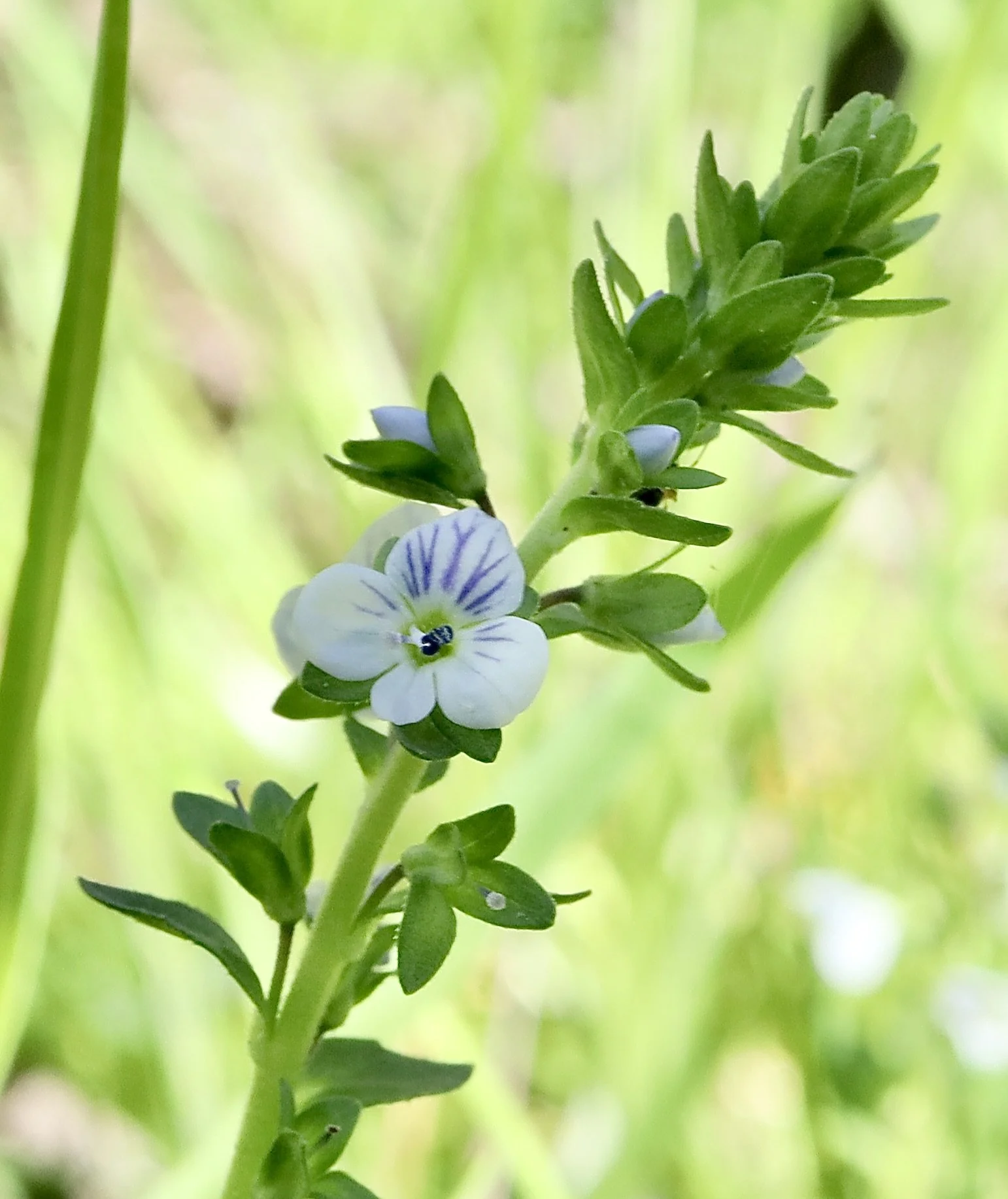 Thyme-leaved Speedwell  //  Veronica serpyllifolia  --  4/26/2026