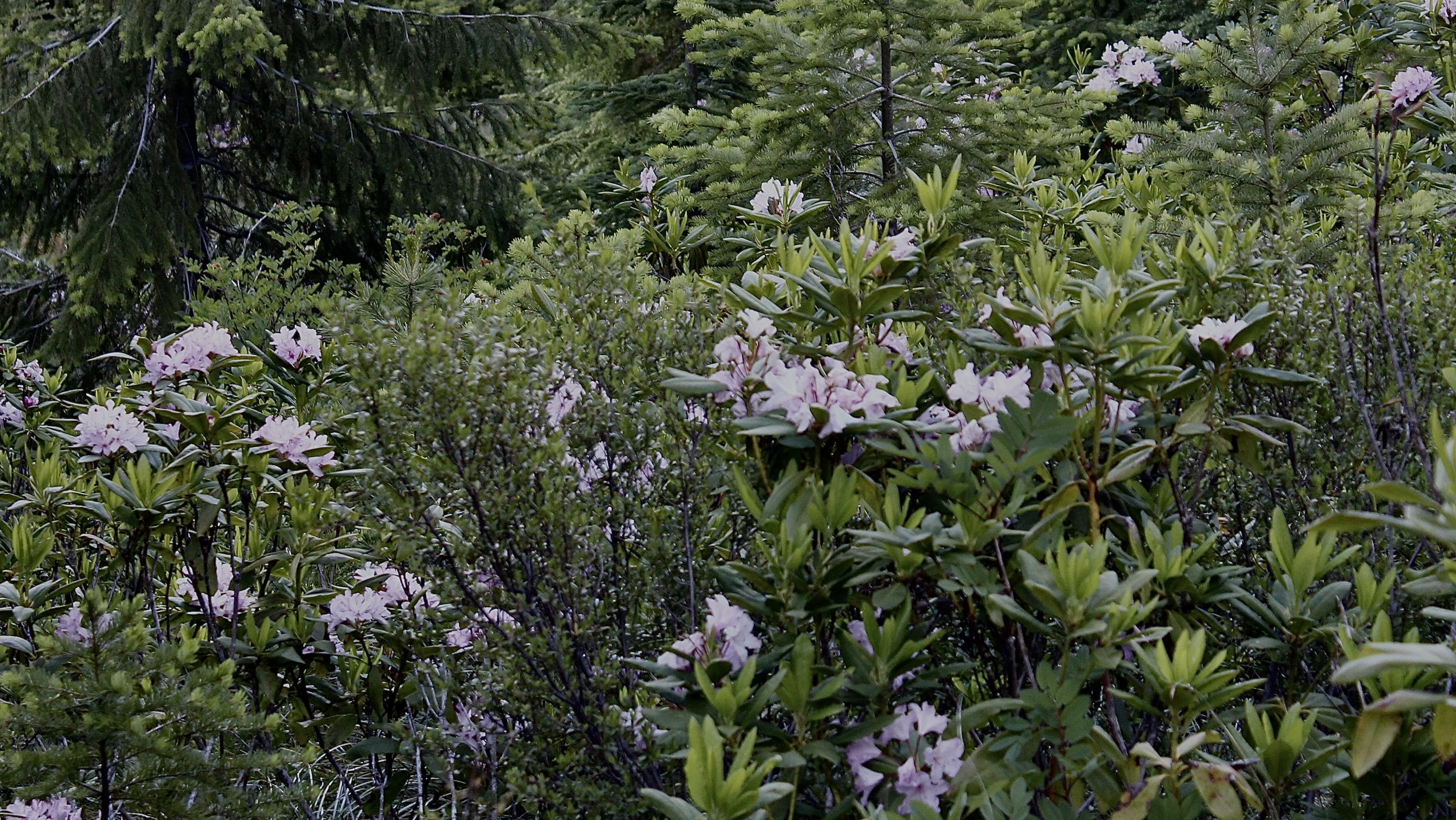 Shrubs and Small Trees