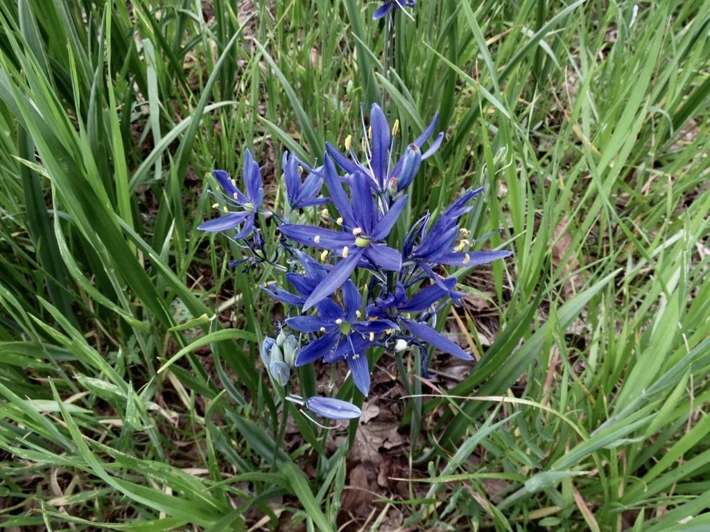 Blue Camas main.jpg