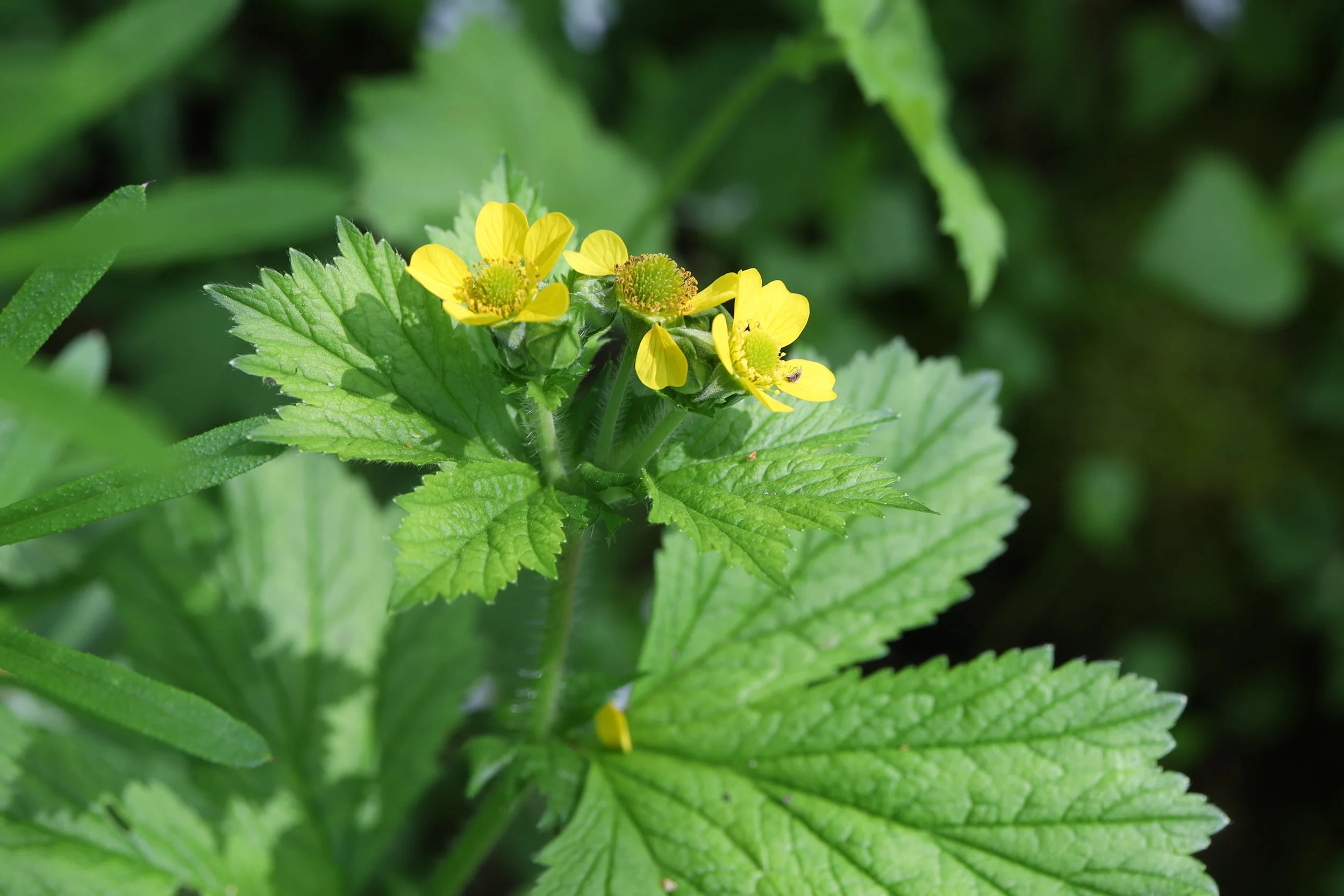 large-leaved avens 1.JPG