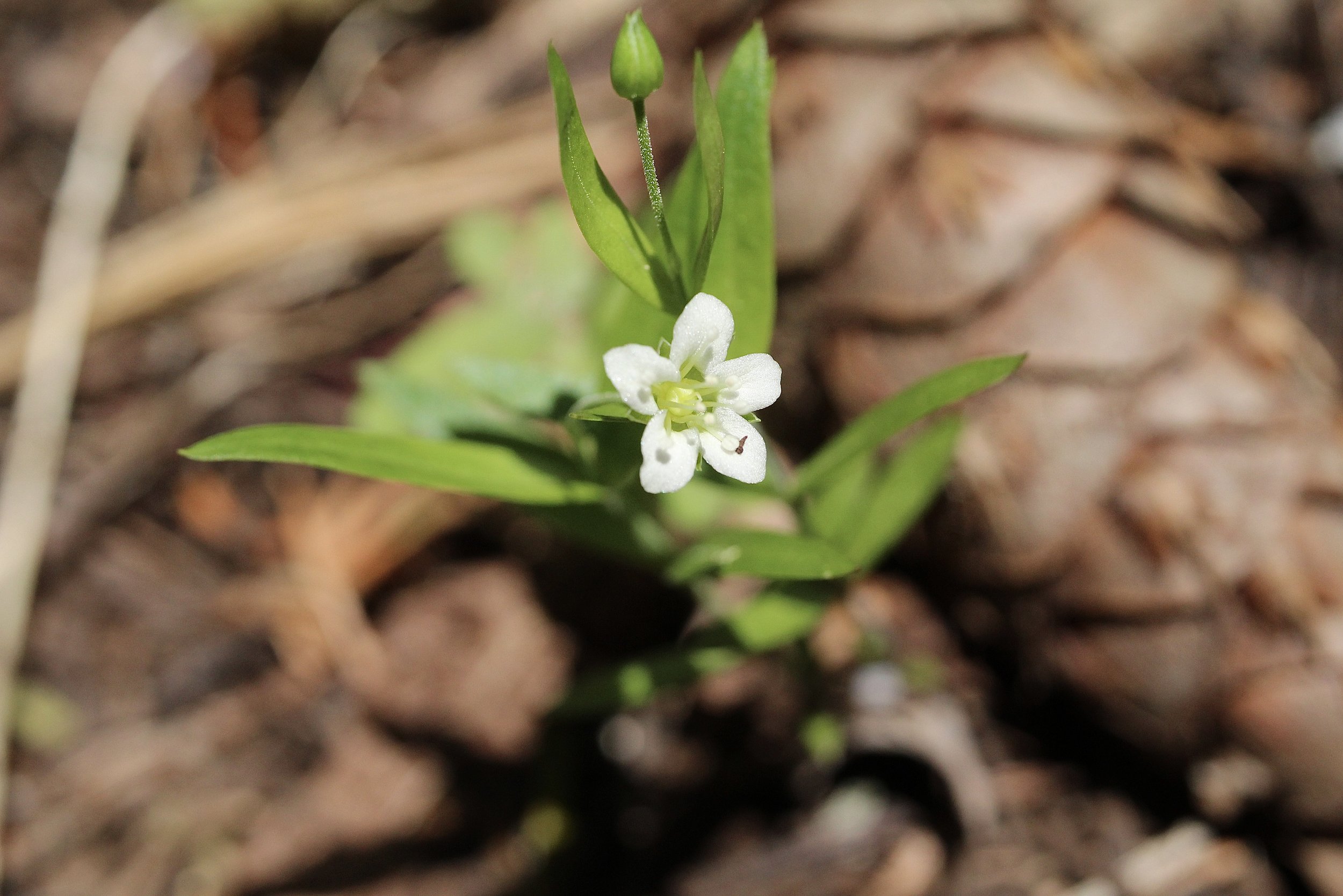 Surveyor's Ridge trail, May 17, 2024