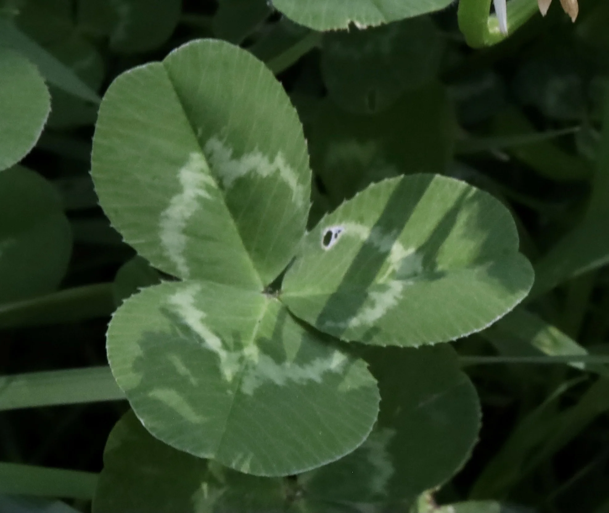 Close up of the leaves
