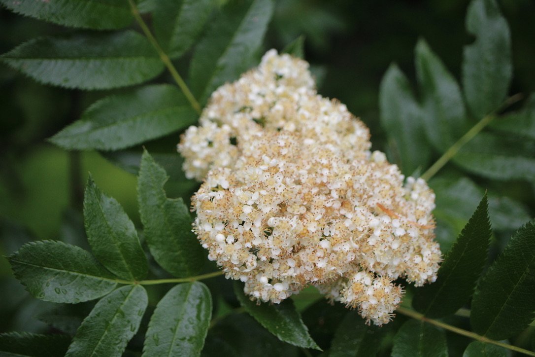 Mountain Ash  //  Sorbus scopulina