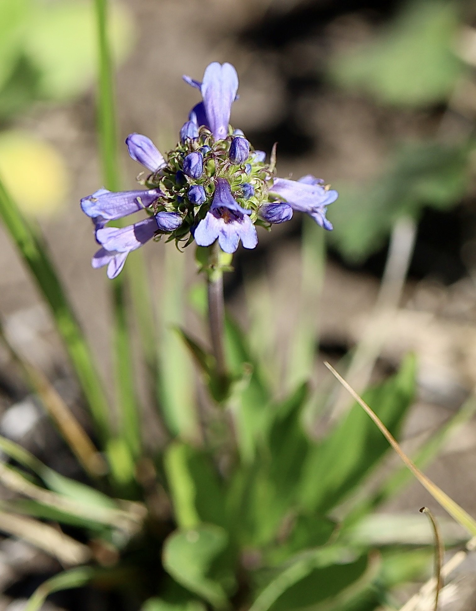 penstemon procerus smalll flowered.JPG