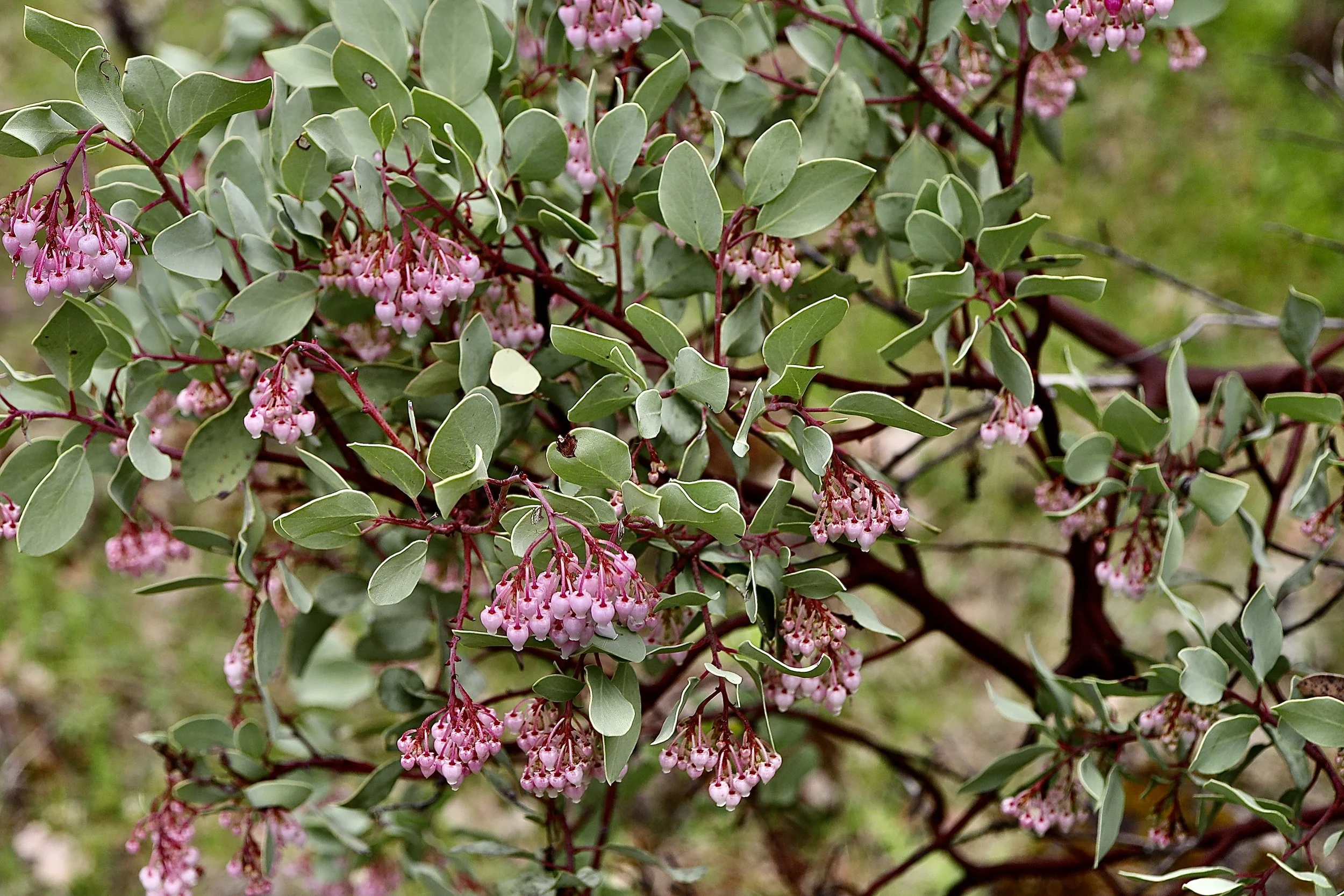 Click on this photo to return to the Shrubs and Small Trees page