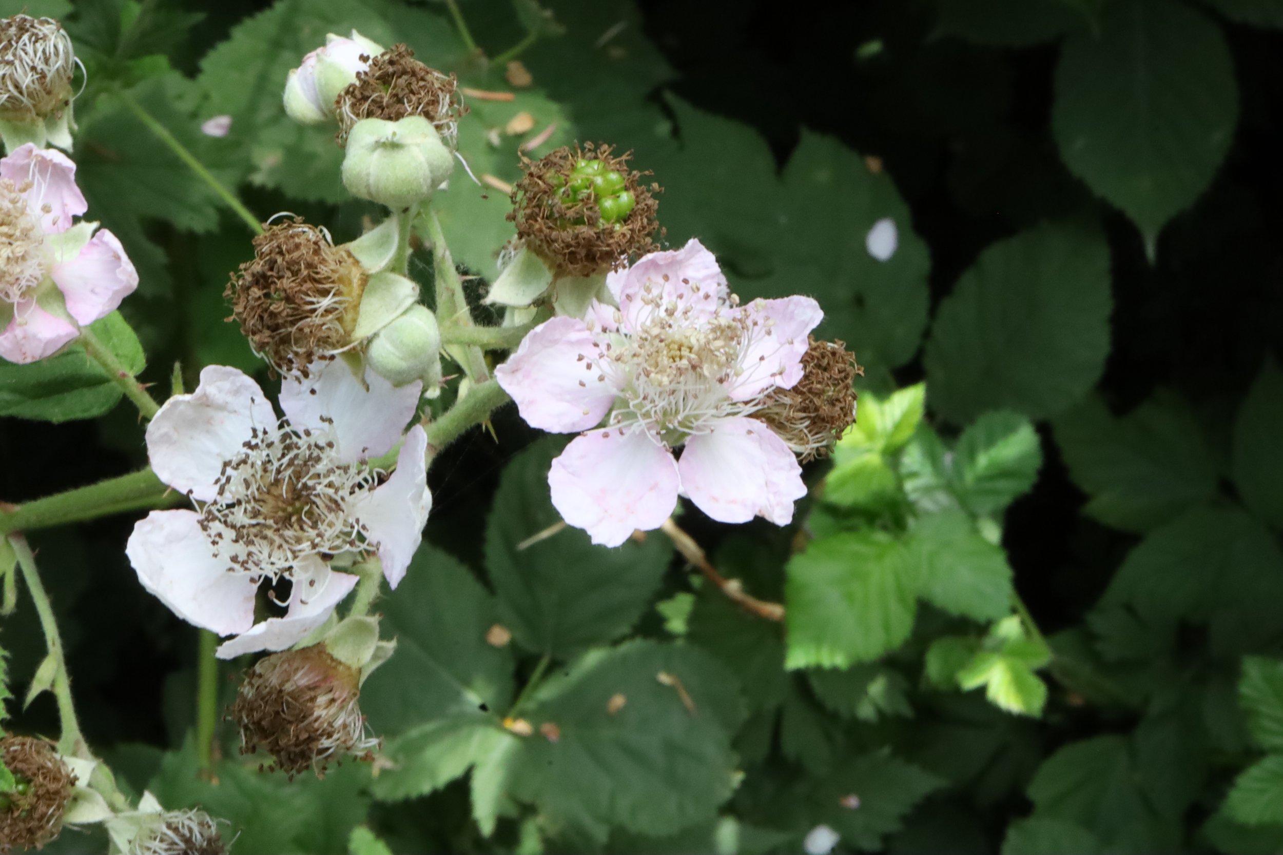 himalayan blackberry7.JPG