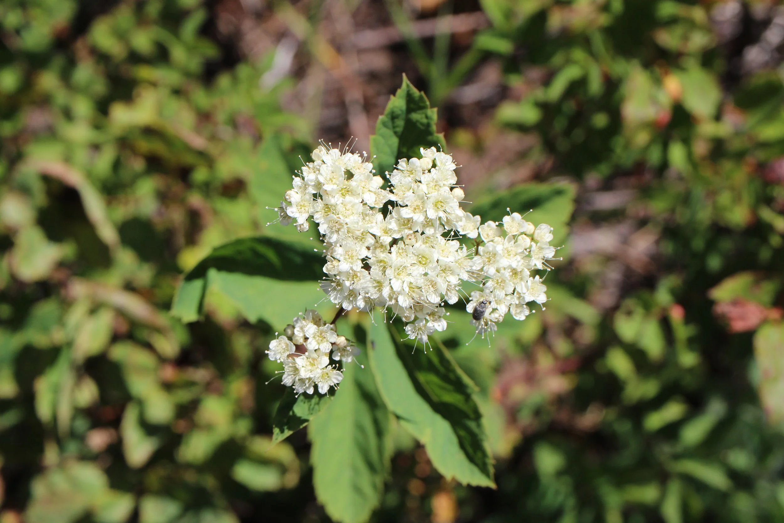 white spiraea main.JPG