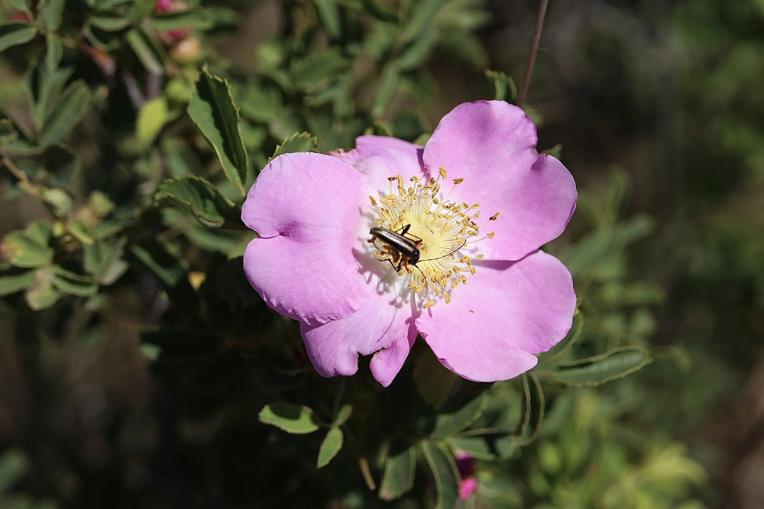 Click on this photo to return to Shrubs and Small Trees