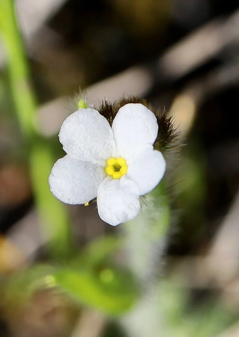 Rusty Popcorn Flower  //  Plagiobothrys nothofulvus  --  Catherine Creek  3/24/2025