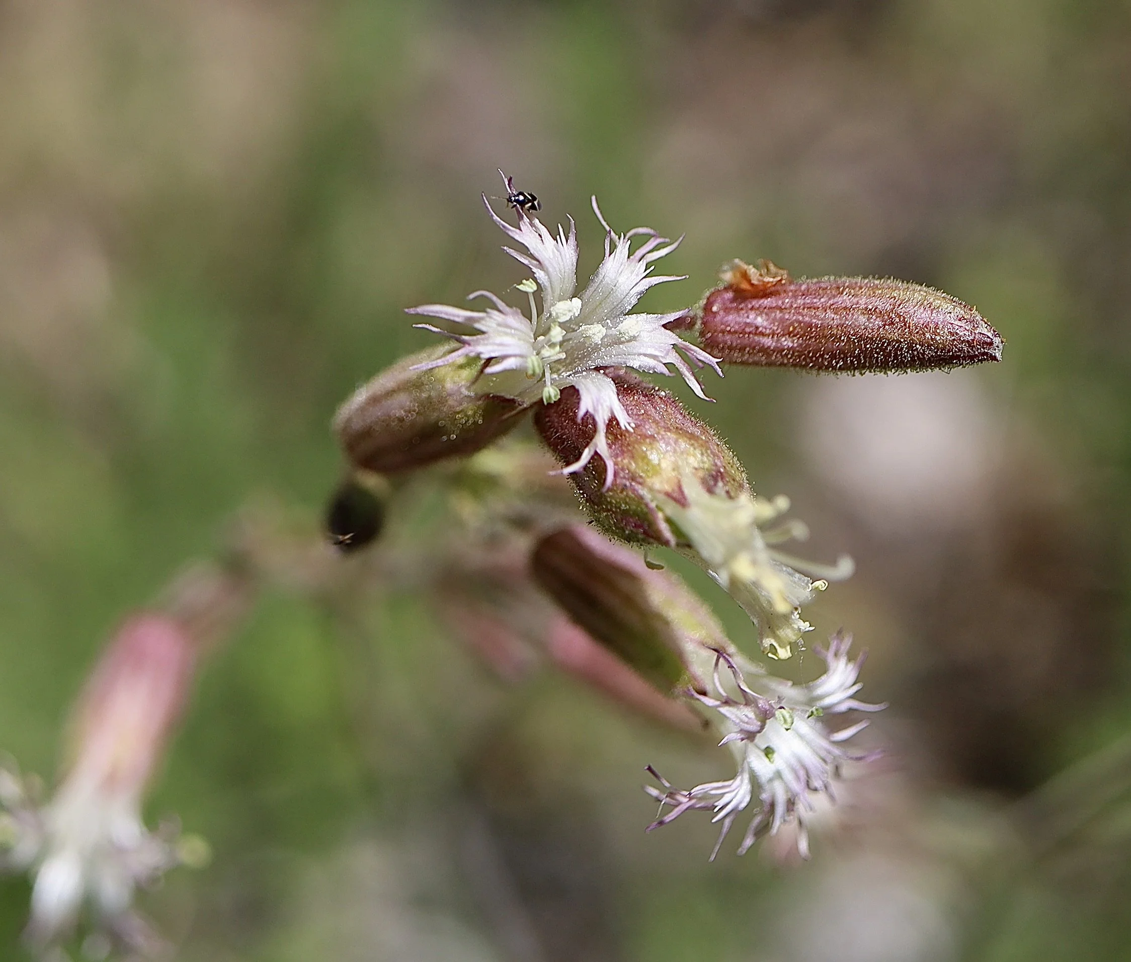 Photo taken along Grassy Knoll trail, May 28, 2925.  Click on this photo to return to the White Wildflowers page