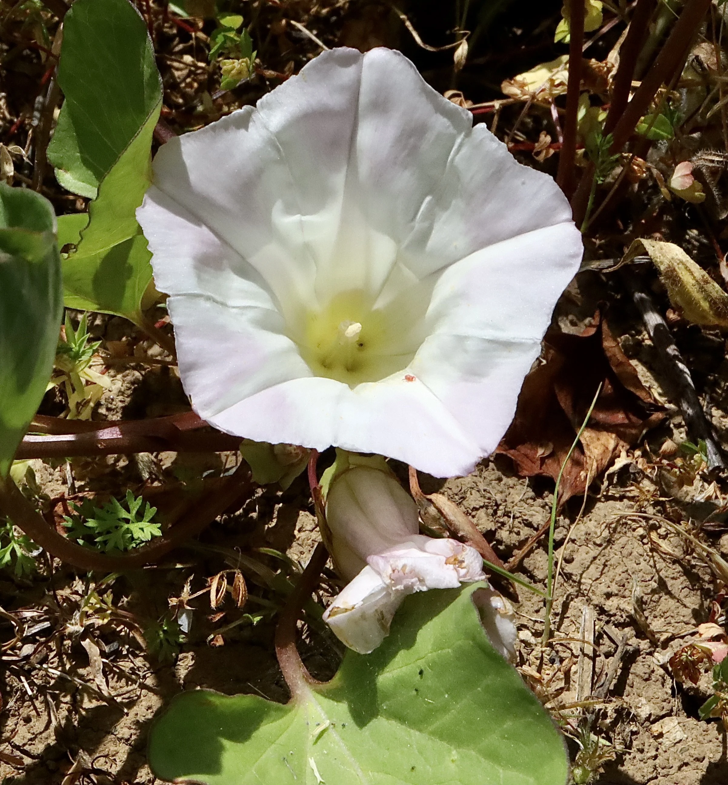 Field Bindweed  //  Convolvulus arvensis  --  Basket Slough 5/27/2026