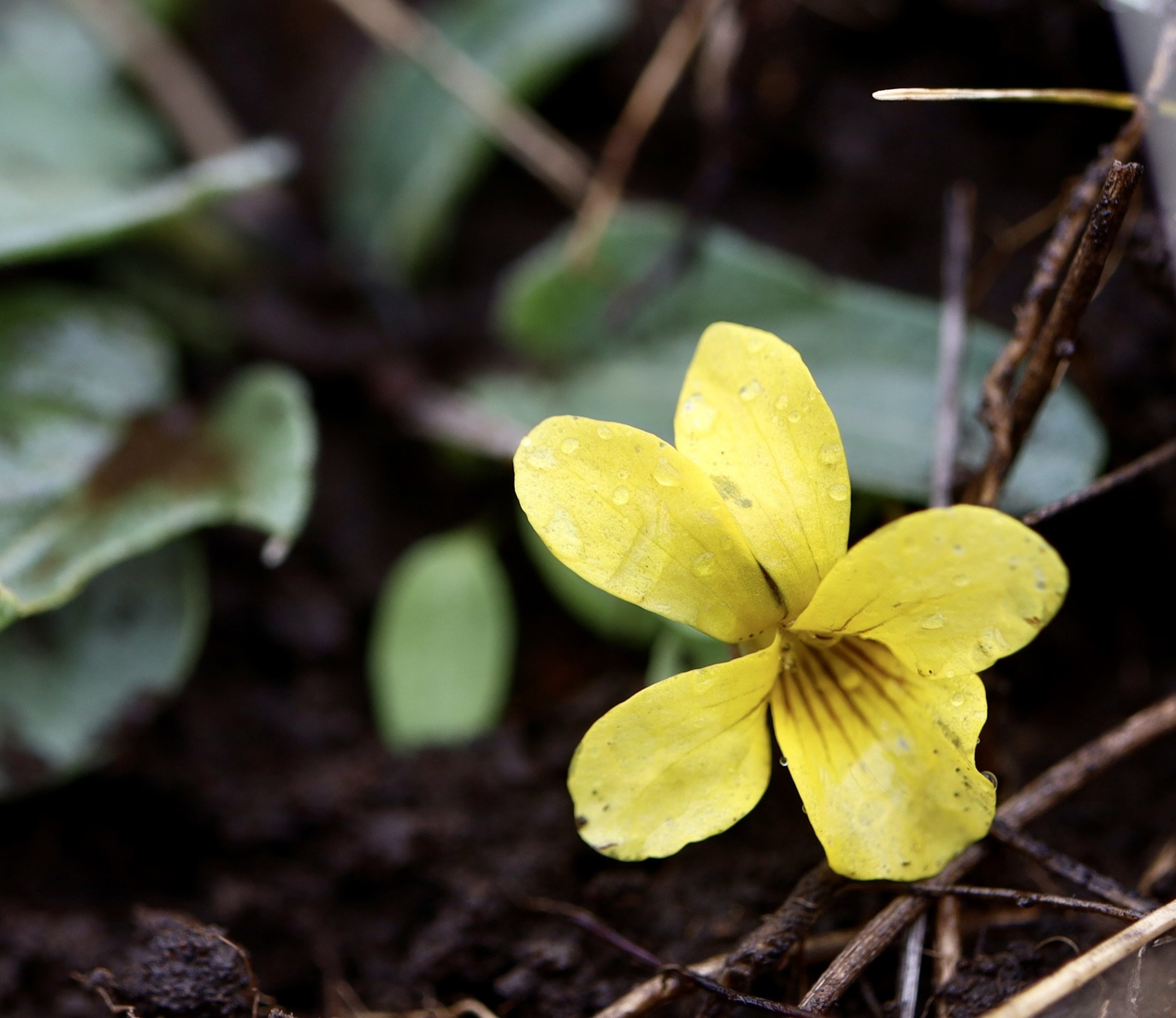 Roundleaf Violet  //  Viola orbiculata  --  Patti's Trail, Zumwalt Prairie 5/13/2025