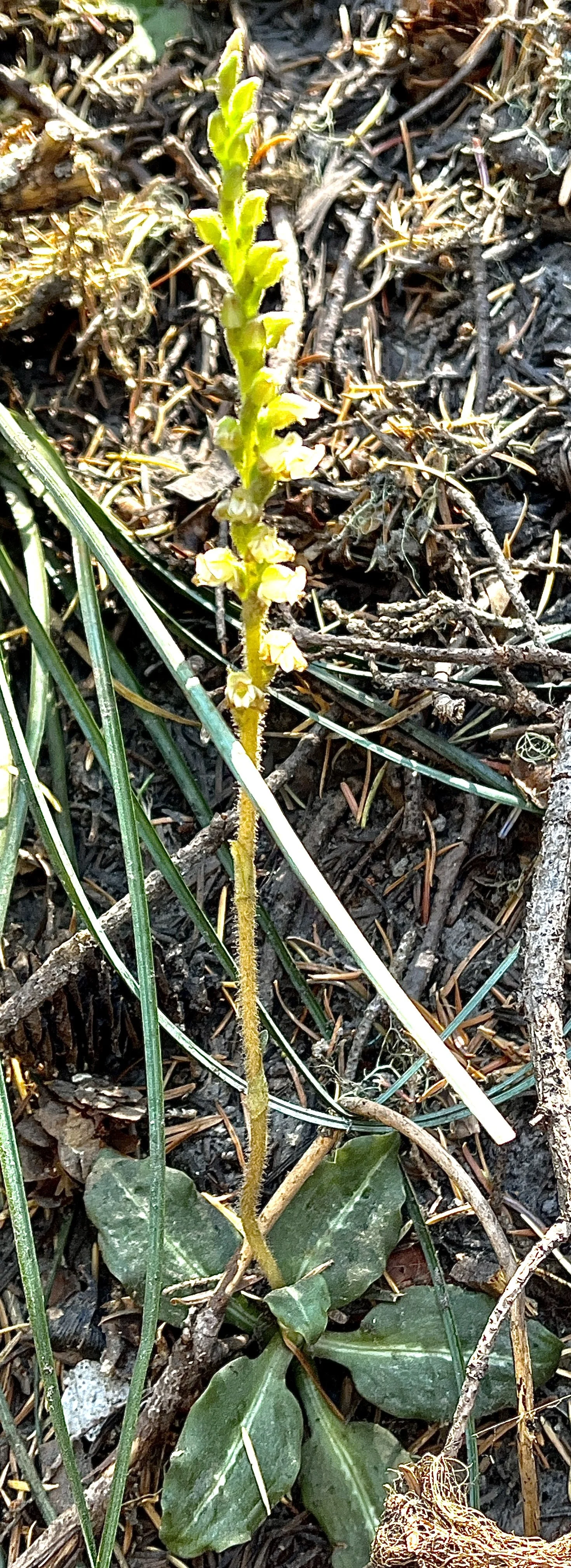 Rattlesnake Plantain  //  Goodyera oblongifolia  --  Paradise Park Trail  8/14/2023