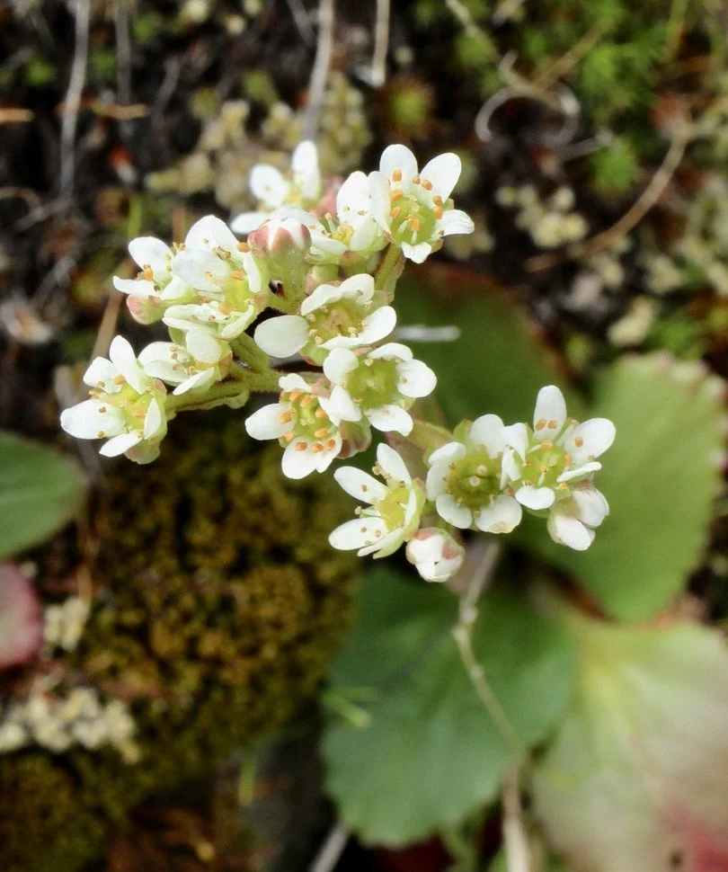Grassland or Wholeleaf Saxifrag  //  Saxifraga integrifolia  --  Rowena Plateau  3/26/2025