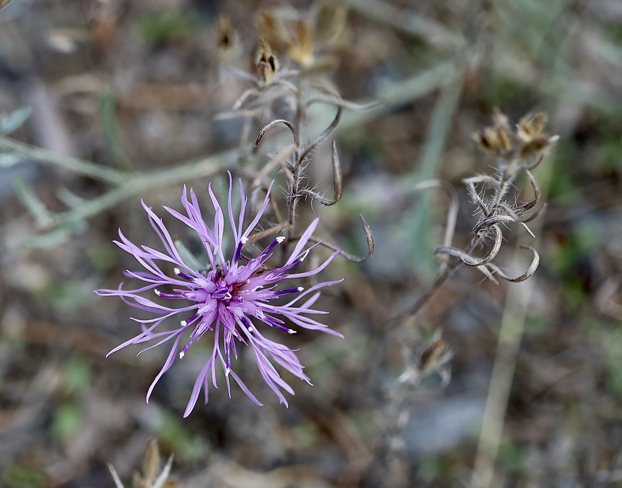 Spotted Knapweed  //  Centaurea stoebe  -- Gibson Prairie trail  9/17/2026