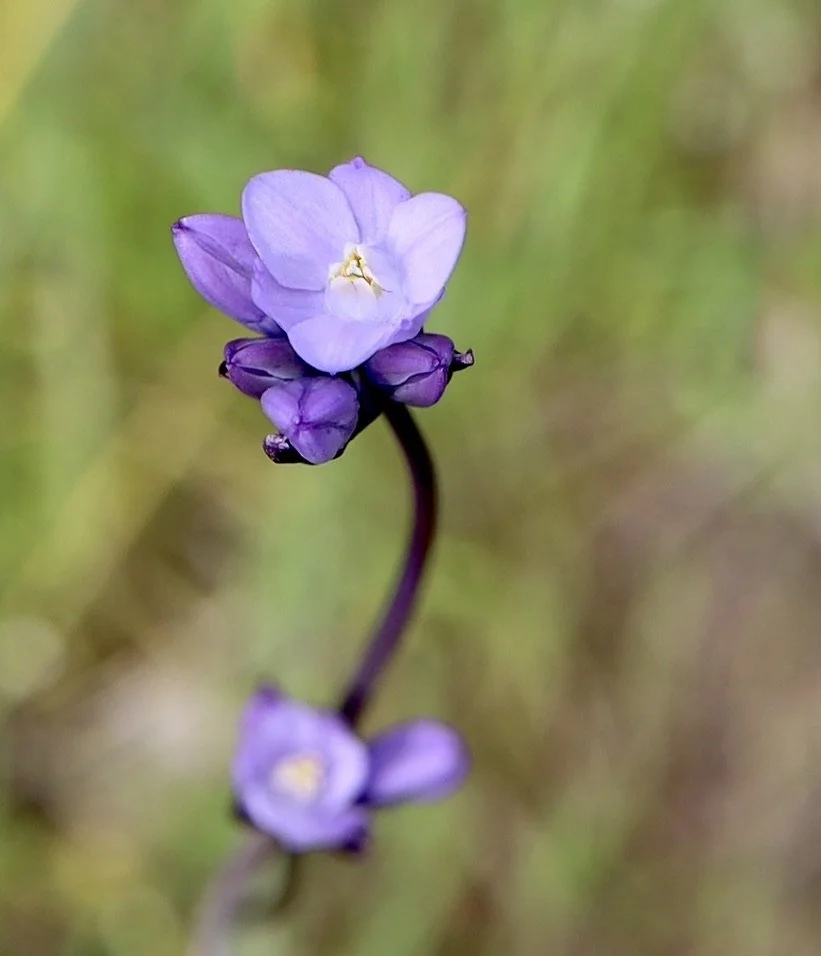 Blue Dicks  //  Dipterostemon capitatus  --  
Upper Table Rock  4/11/2025