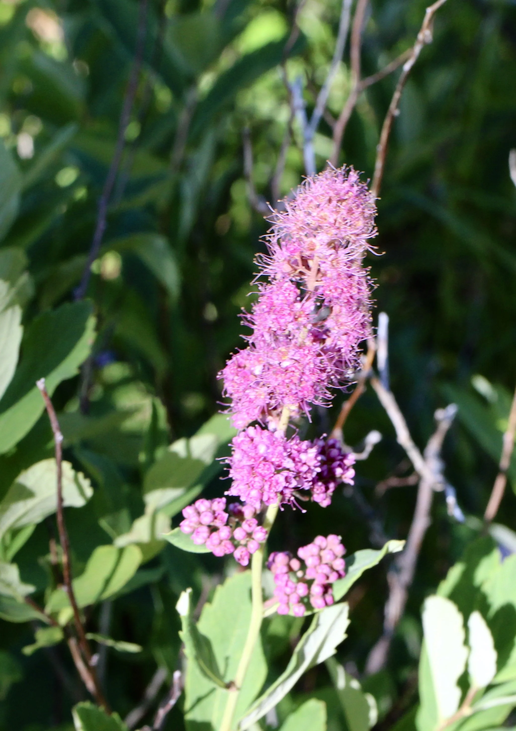 Click on this photo to return to the Red/Pink Wildflowers page
