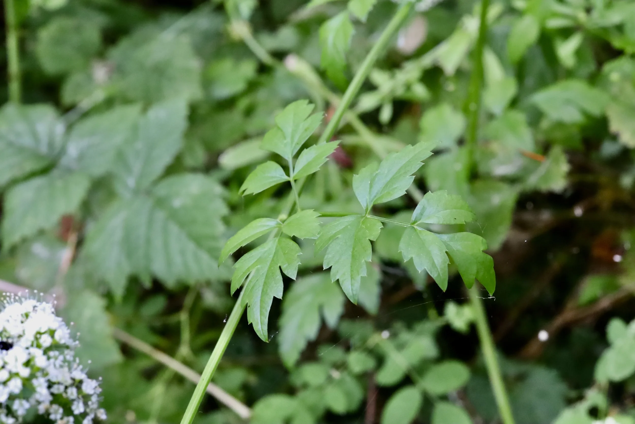 The leaves of Water Parsley