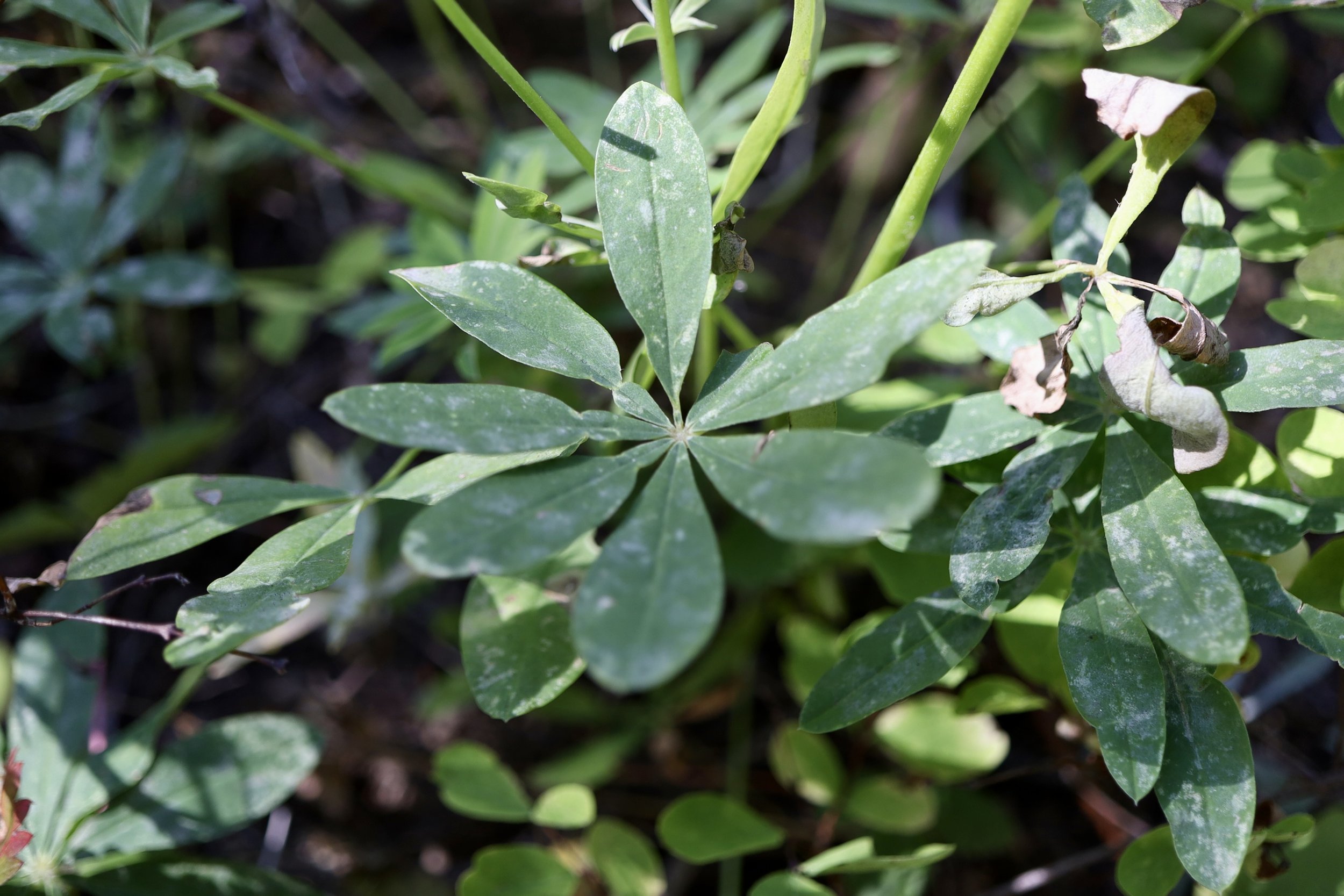 Leaves of Broadleaf Lupine, Gibson Prairie trail, September 17, 2026