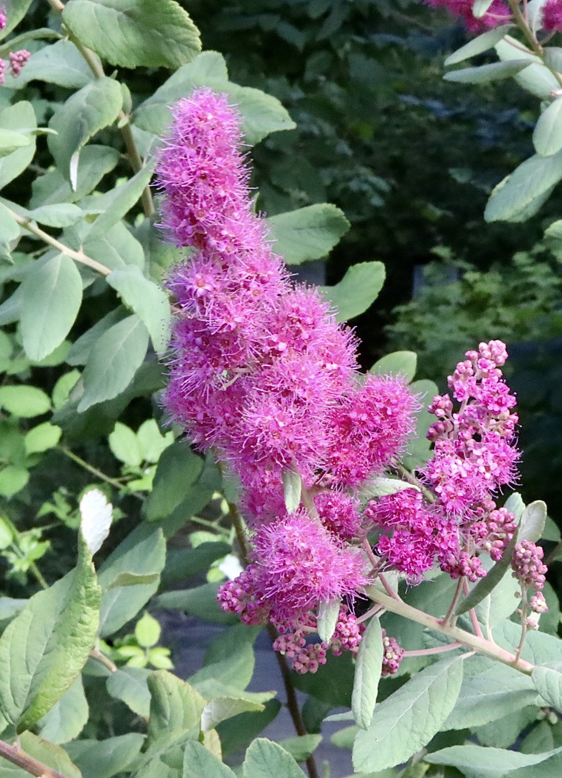 Douglas Spiraea  //  Spiraea douglasii  --  Babyfoot Pass  6/1/2026