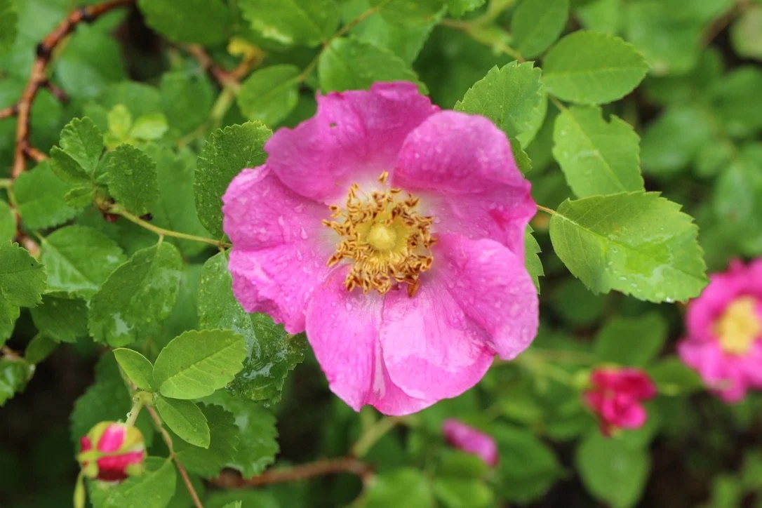 Wood Rose  //  Rosa woodsii