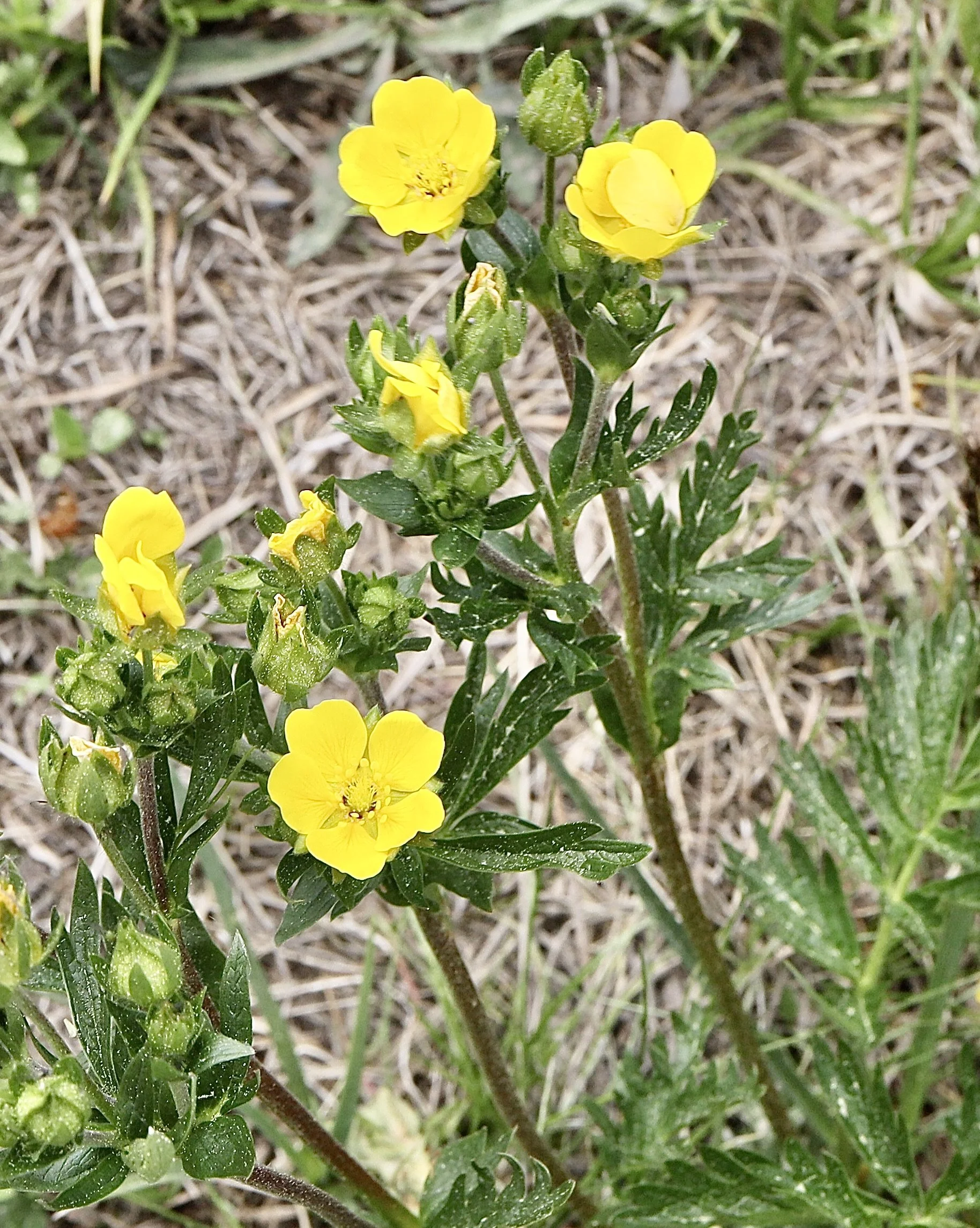 Click on this photo to return to the Yellow/Orange Wildflowers page