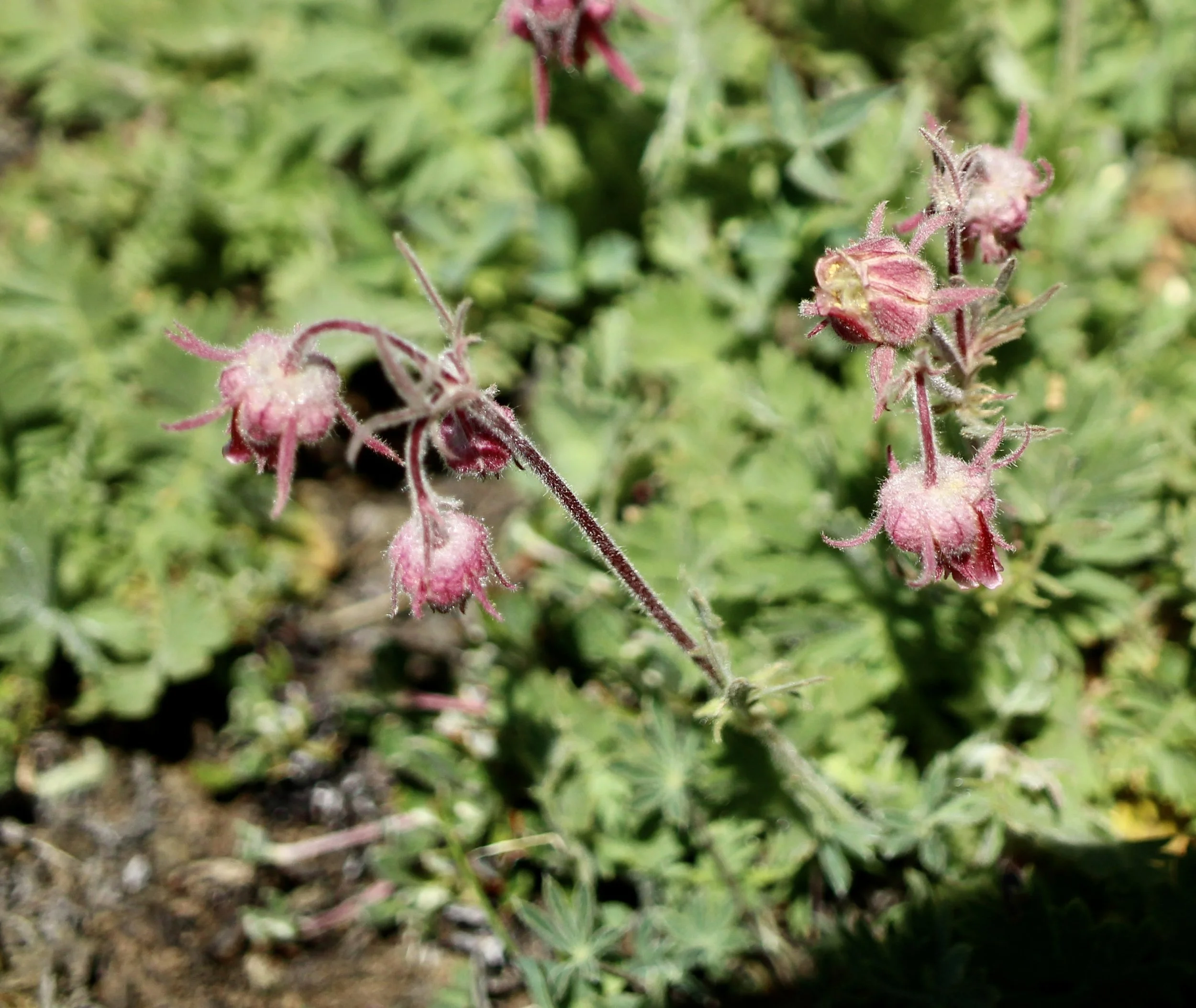 Wildhorse Lake trail, Steens Mountain, July 12, 2023