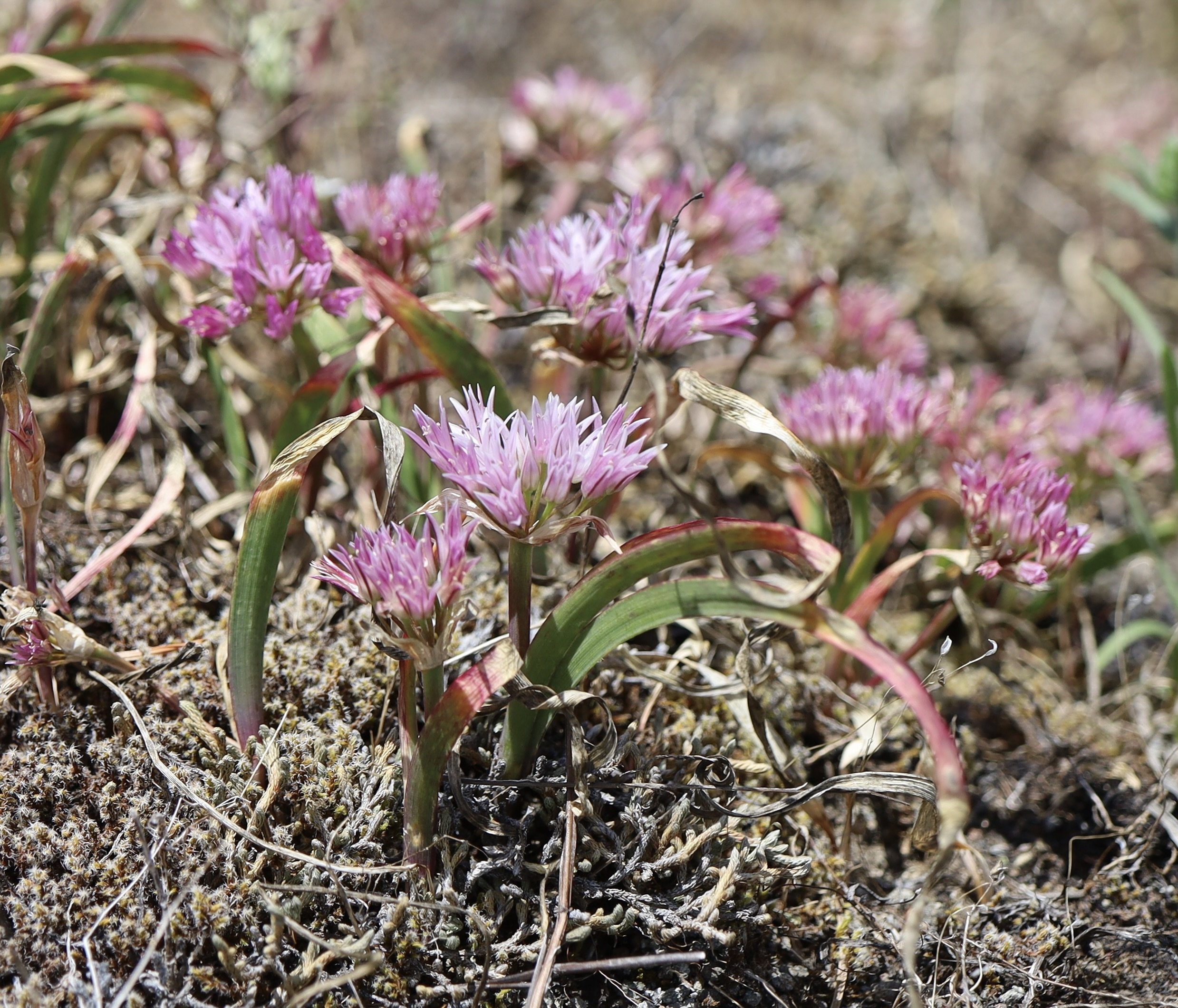 scalloped onion.jpeg
