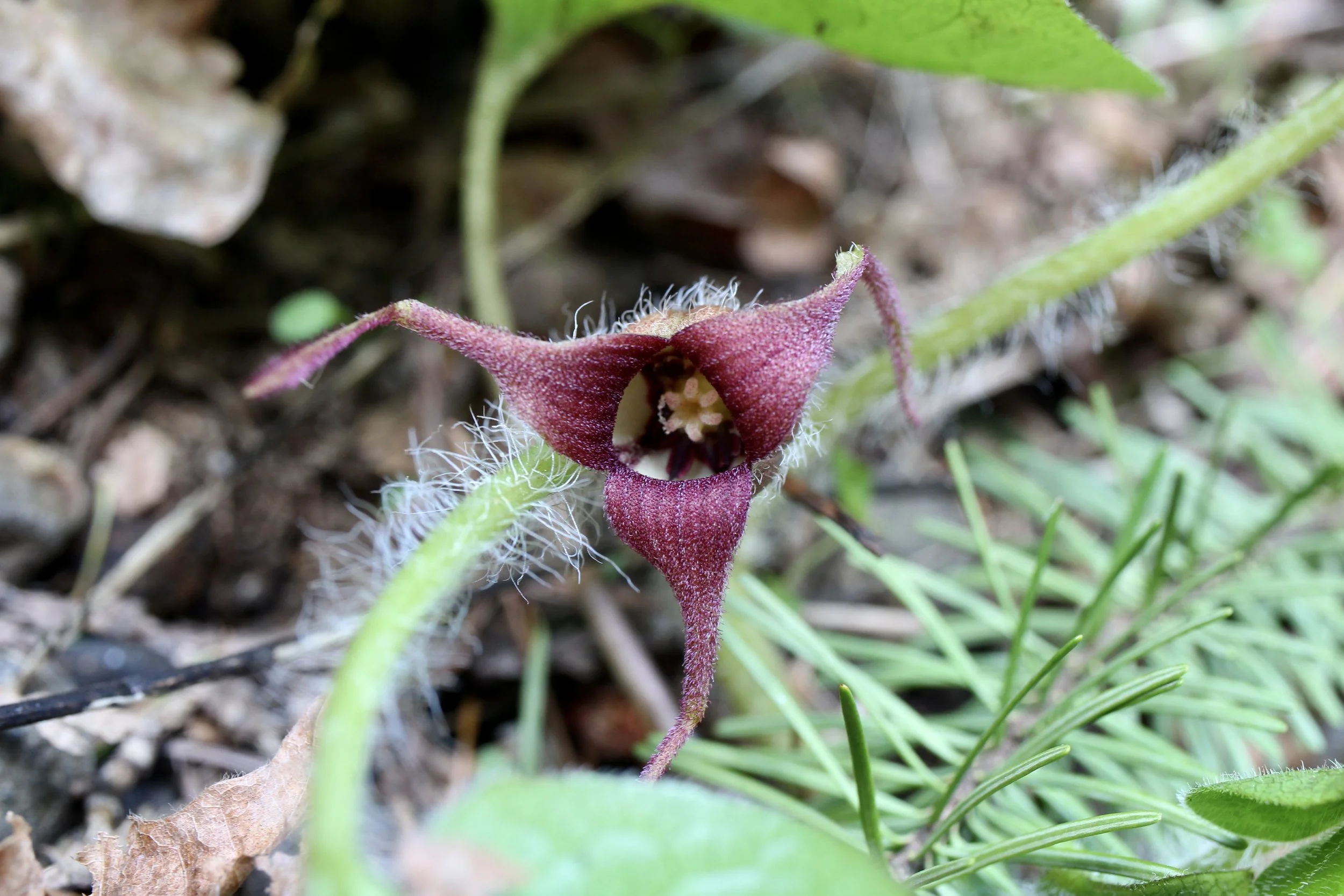 Click on this photo to return to the Blue/Purple/Brown/Green Wildflowers page