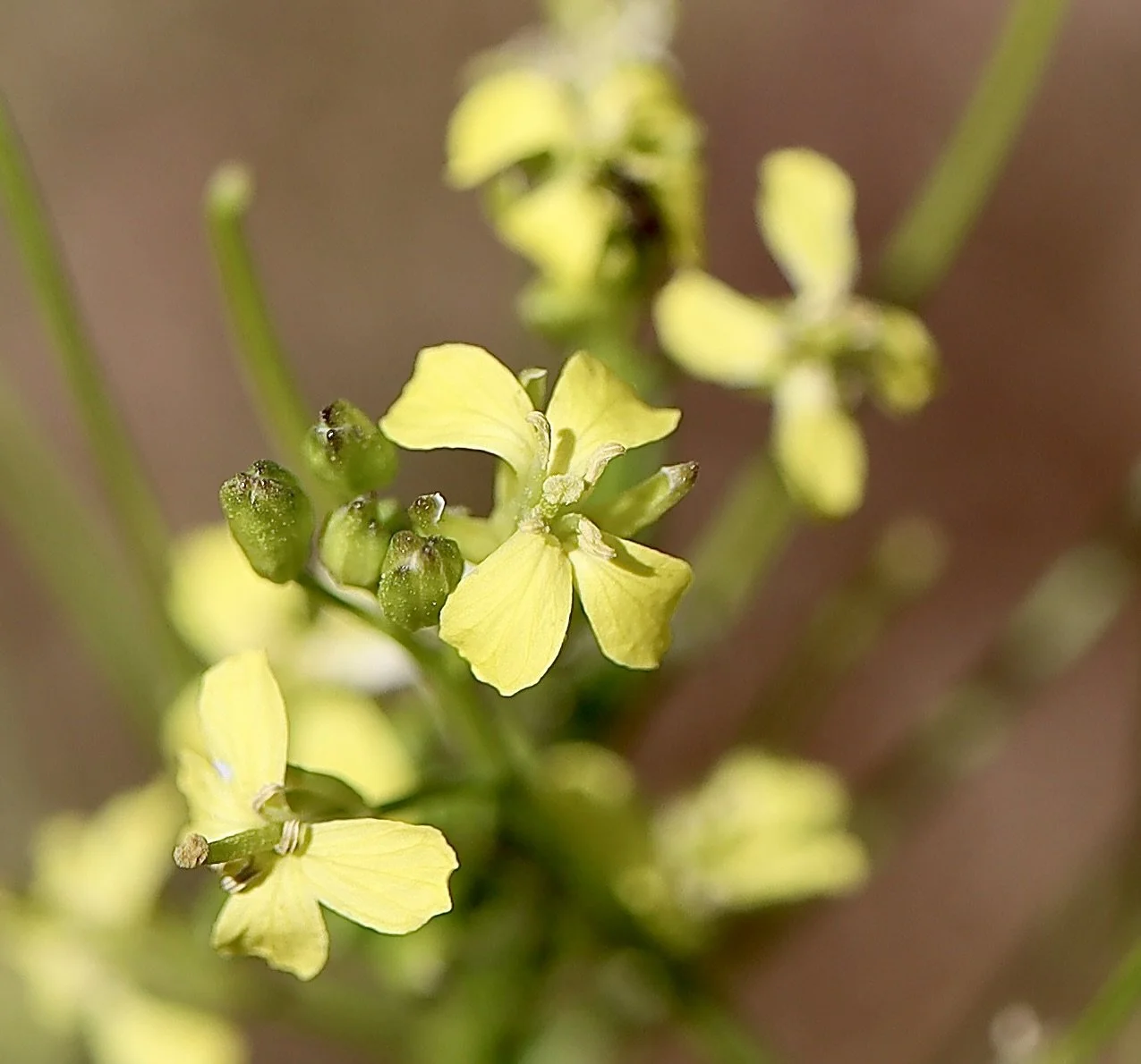 Jim Hill or Tumble Mustard  //  Sisymbrium altissimum  --  Conboy Lake Wildlife Refuge  6/11/2026
