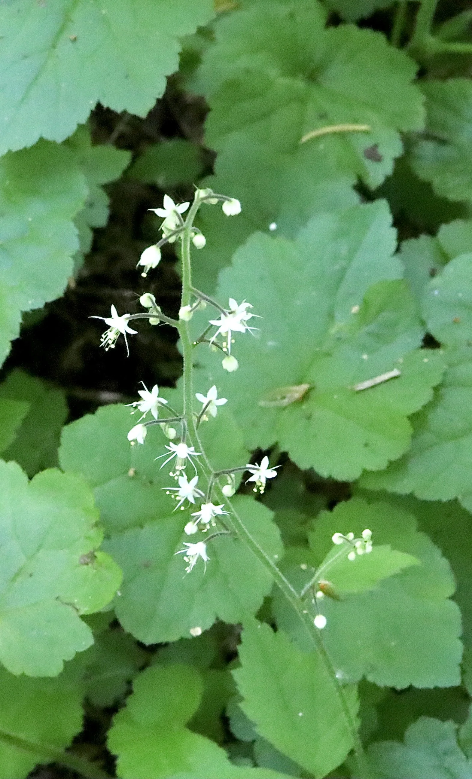 Foamflower  //  Tiarella trifoliata  --  