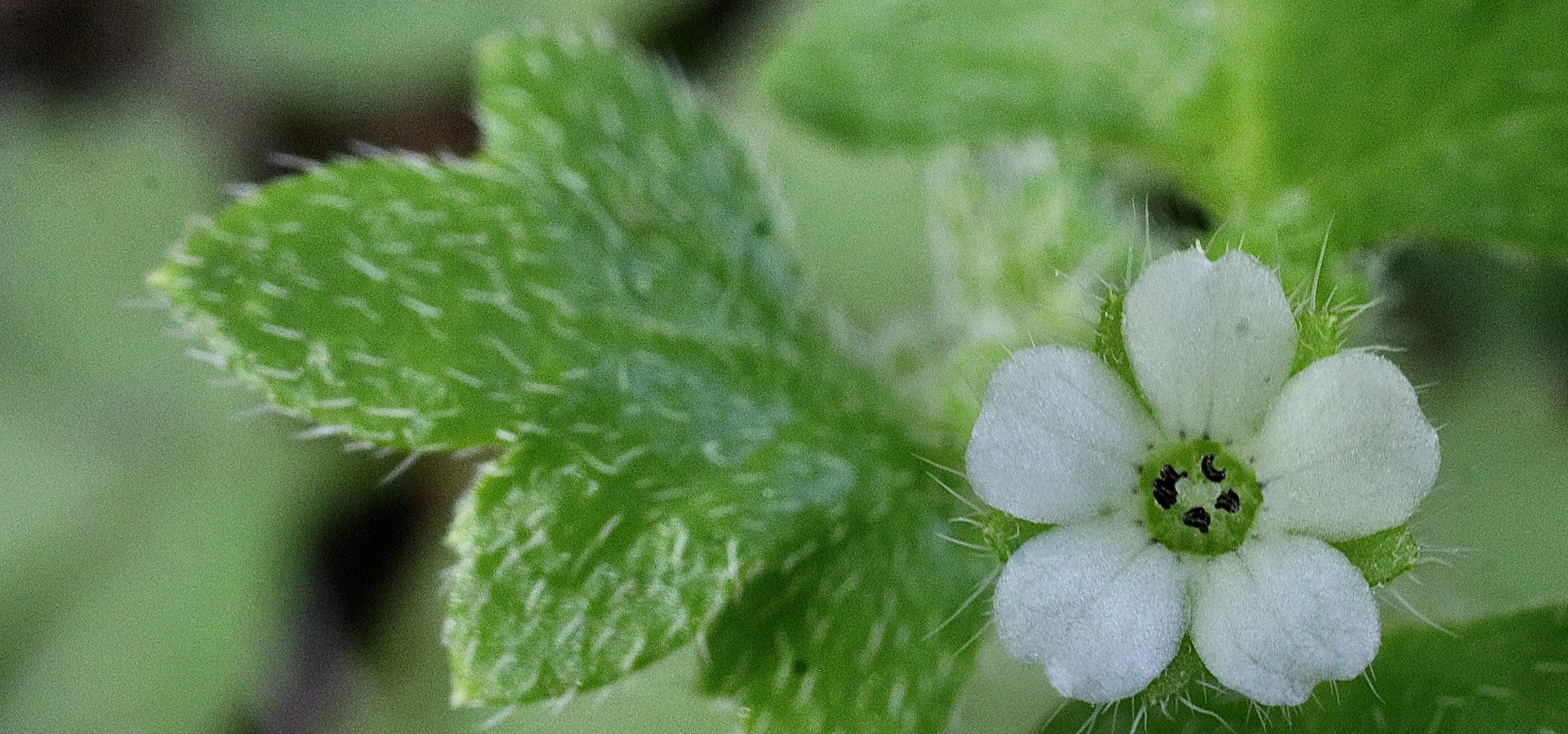 The leaves have five lobes and are quite hairy