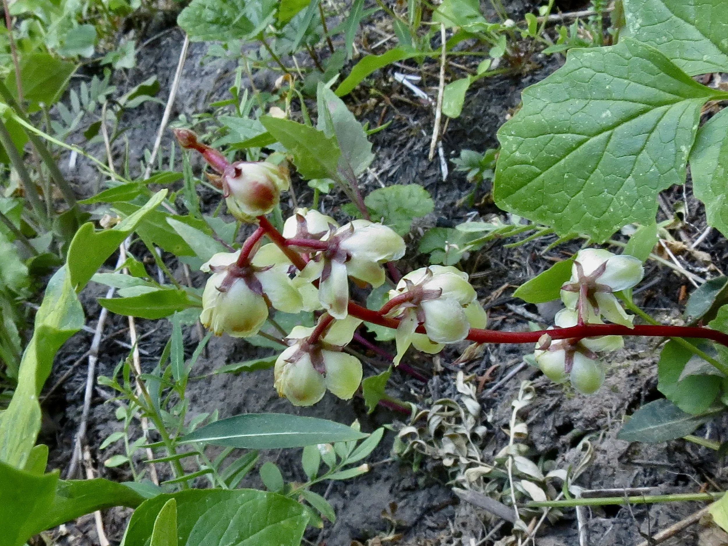 Liverleaf Wintergreen  //  Pyrola asarifolia  --  Umbrella Falls Trail  7/24/2026  