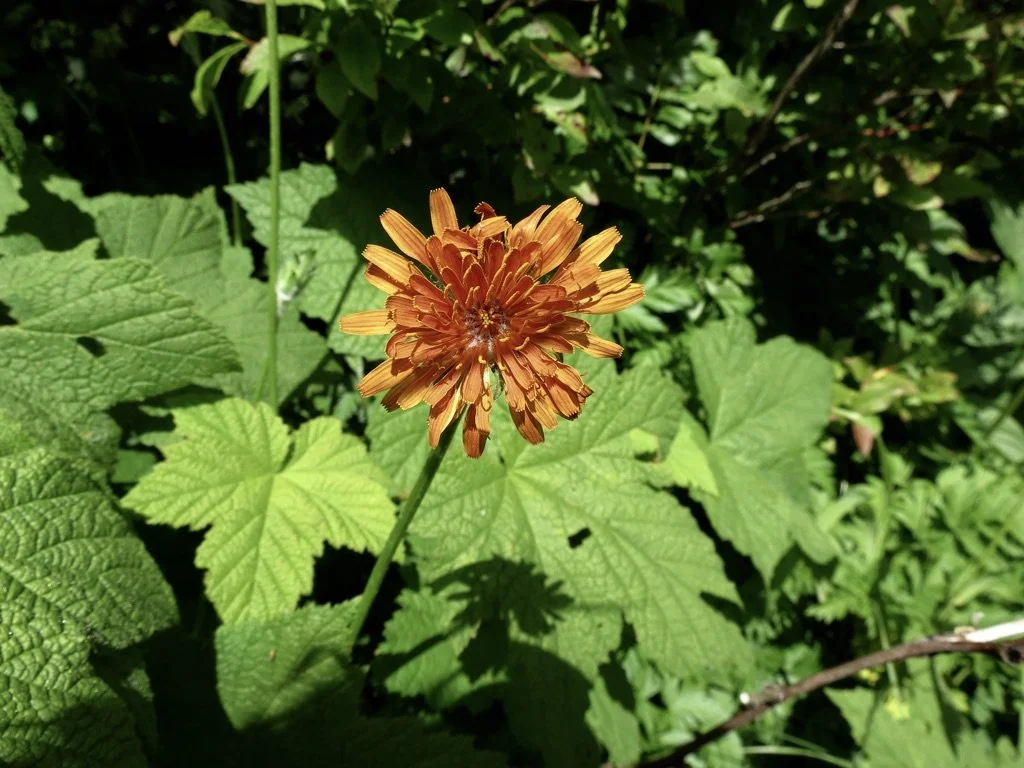 Photo taken on Ed' Garden trail, Silver Star Mountain, August 1, 2018.  Click on this photo to return to the Yellow/Orange Wildflowers page
