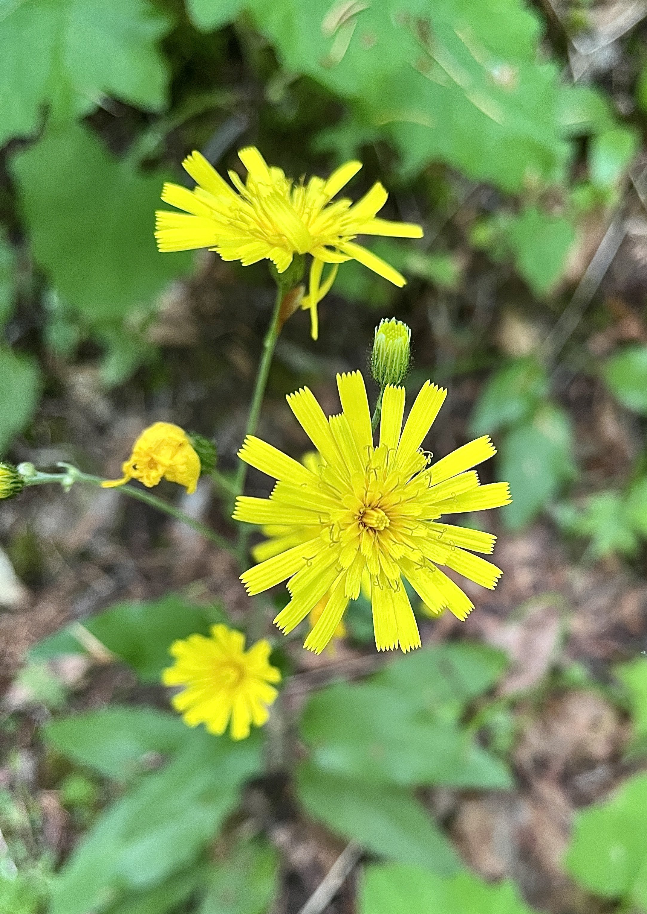 Wall Hawkweed  //  Hieracium murorum
Pool of the Winds Trail 6/11/2025