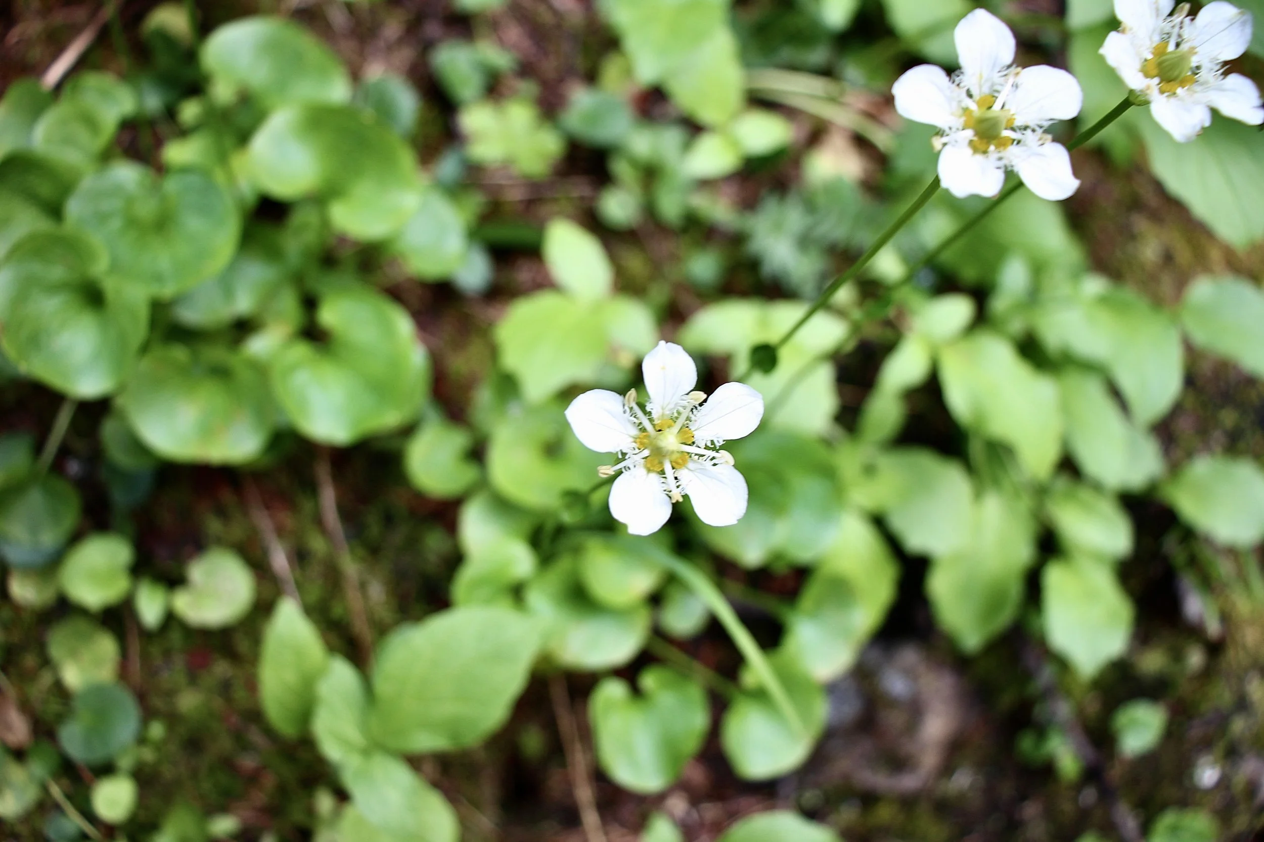 Edith Cavell Meadows Trail, Jasper National Park, August 20, 2022