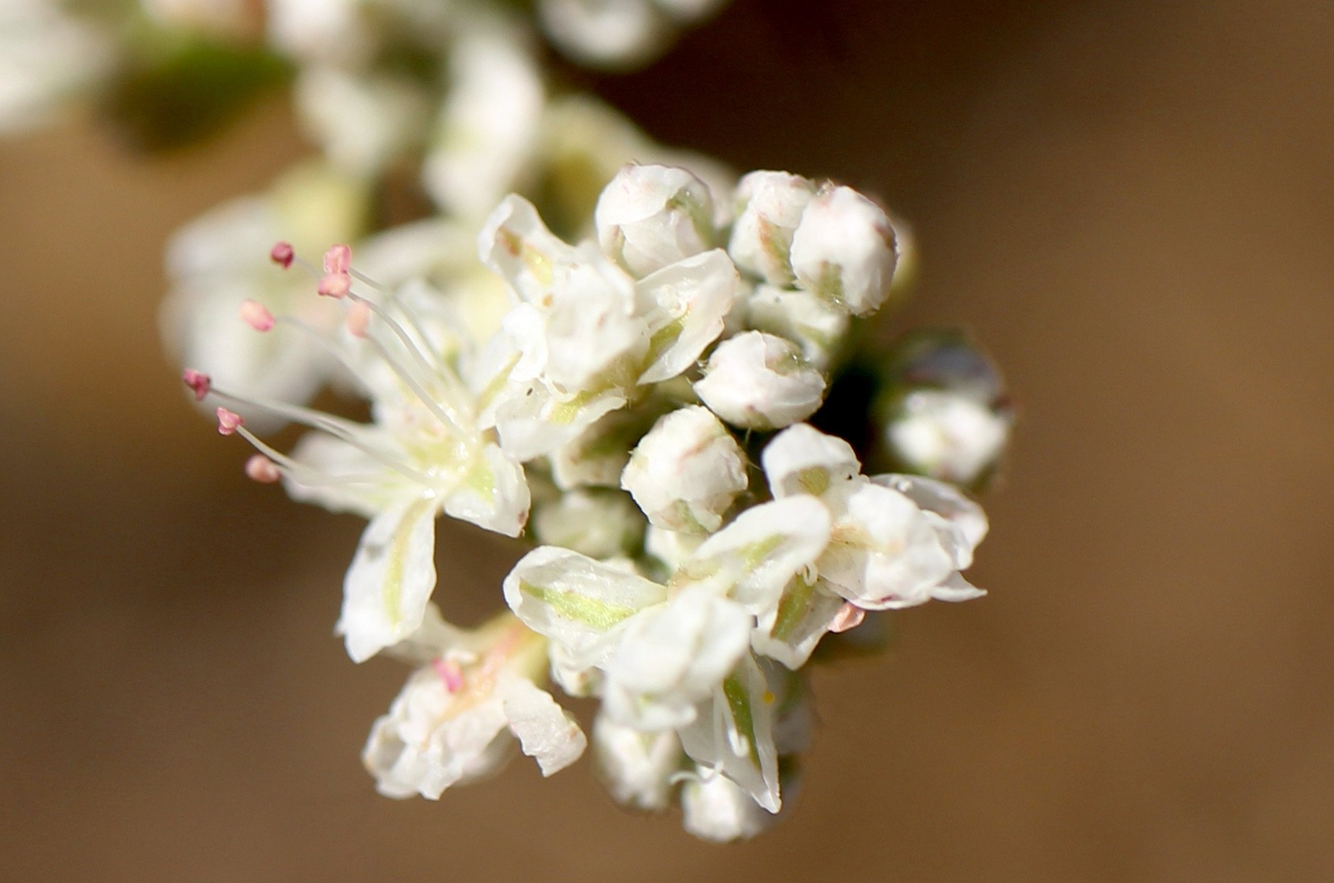 Tall Buckwheat  //  Eriogonum elatum  --  
McCall Point Trail 7/15/2024