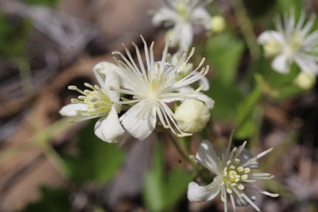Western White Clematis  //  Clematis ligusticifolia