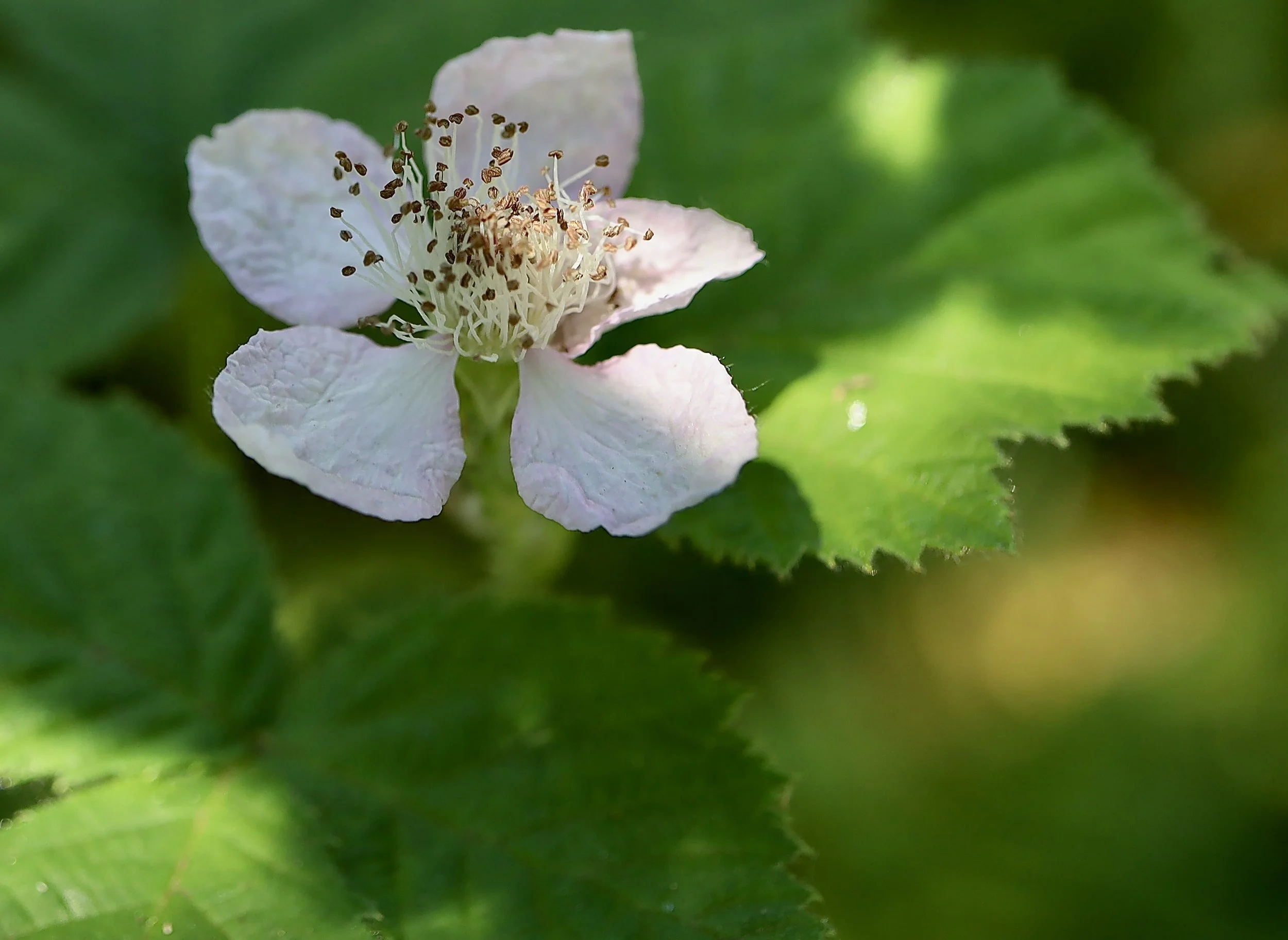Himalayan Blackberry  //  Rubus discolor   --  Camassia Nature Preserve  June 2, 2025