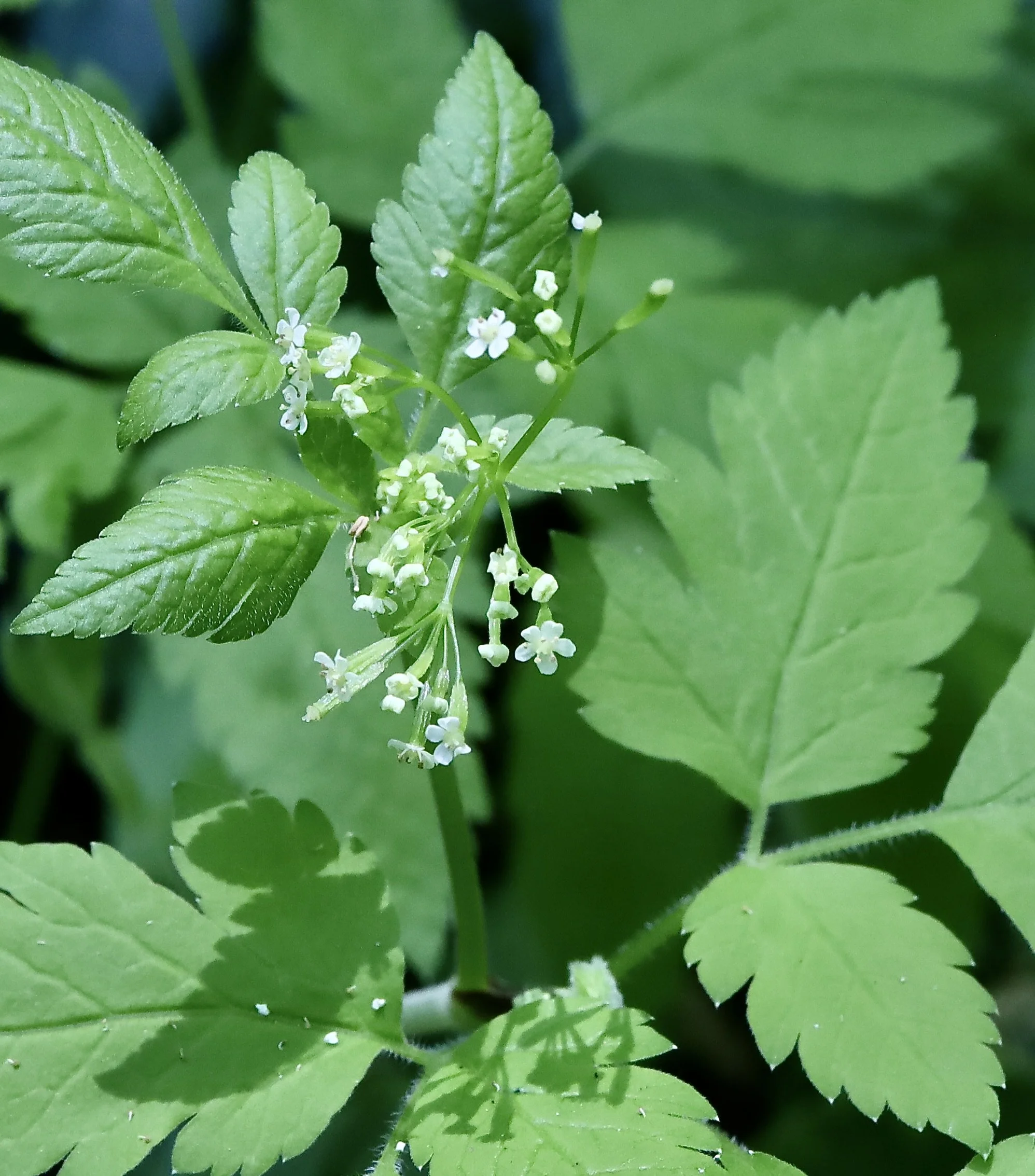 common sweet cicely best with leaves.JPG
