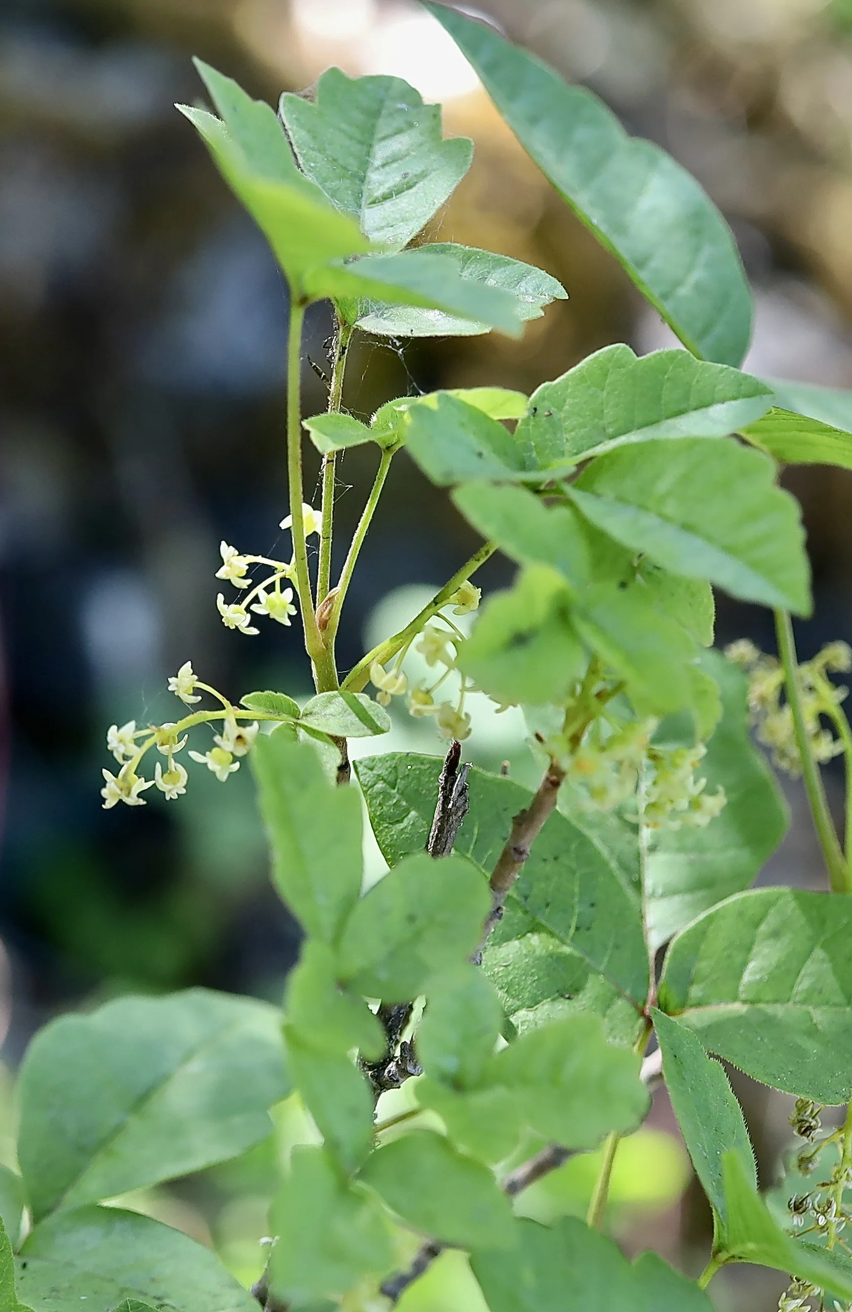 Poison Oak  //  Toxicodendron diversilobum
McCall Point Trail  5/30/2025